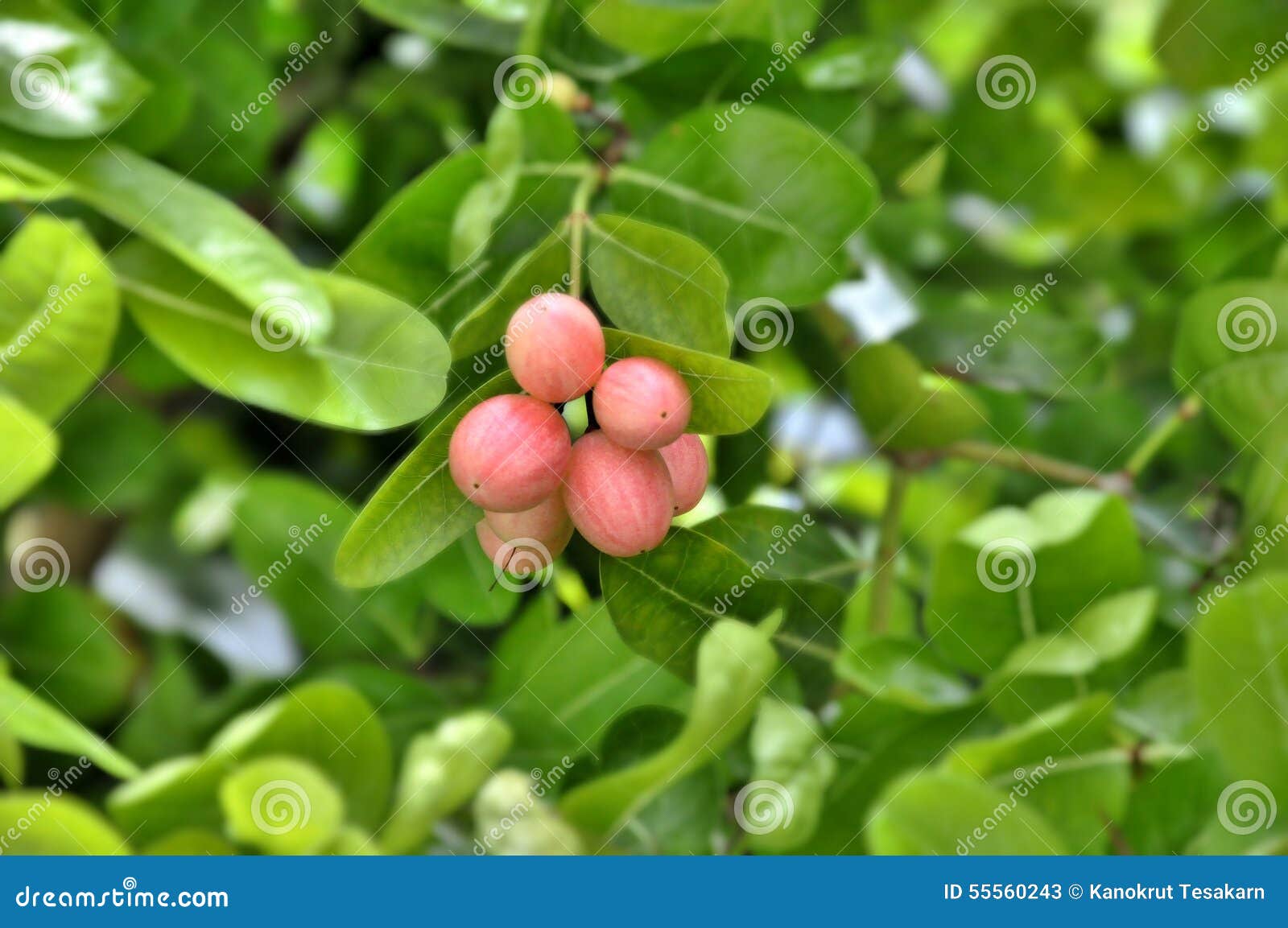 Lime Berry fruit and tree stock image. Image of fruit 55560243