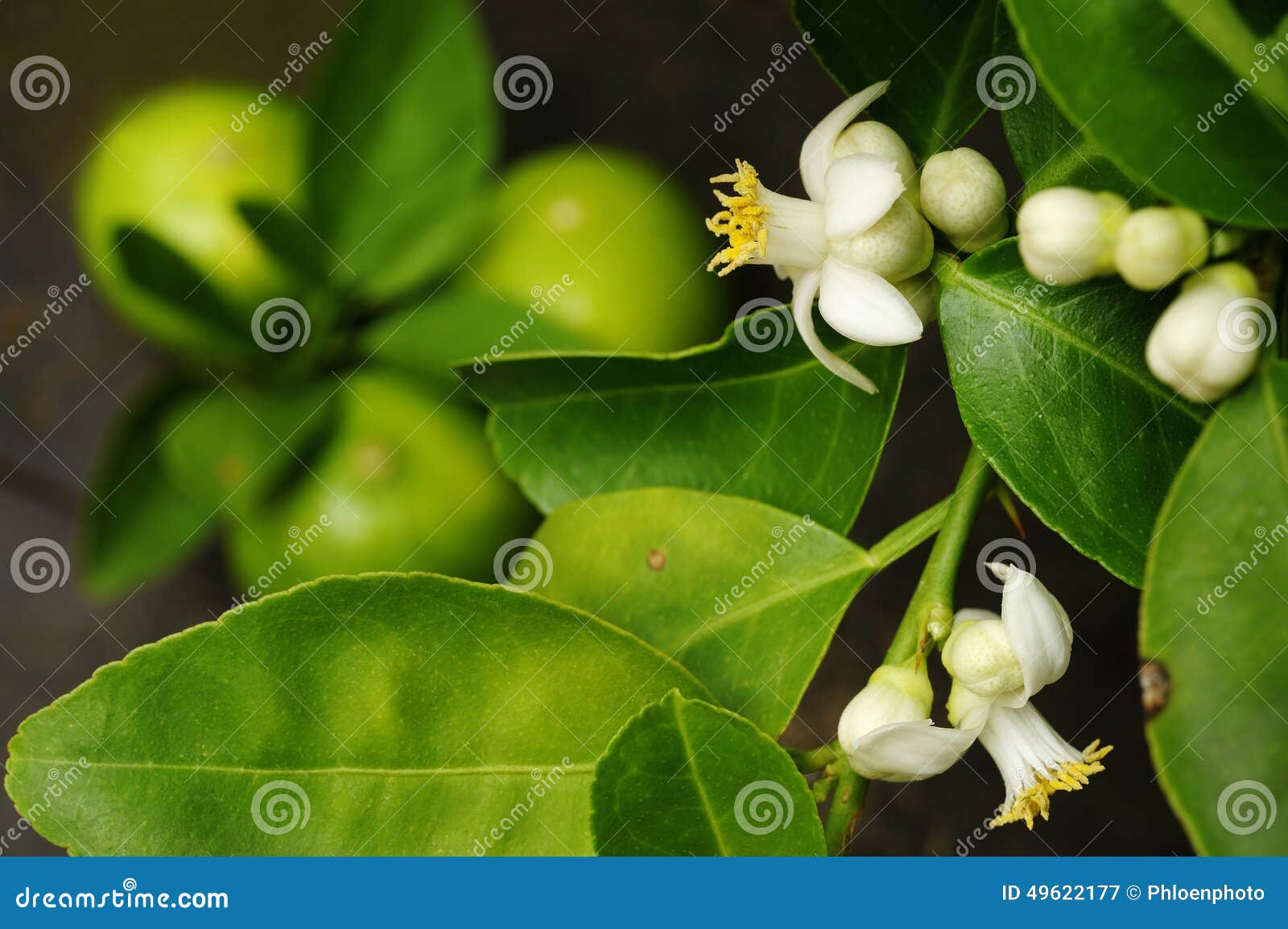 Lime blossom stock image. Image of tropical, fruit, lobe 49622177