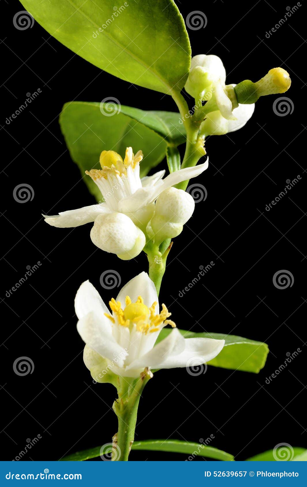 Lime blossom stock image. Image of blossom, organic, lobe 52639657