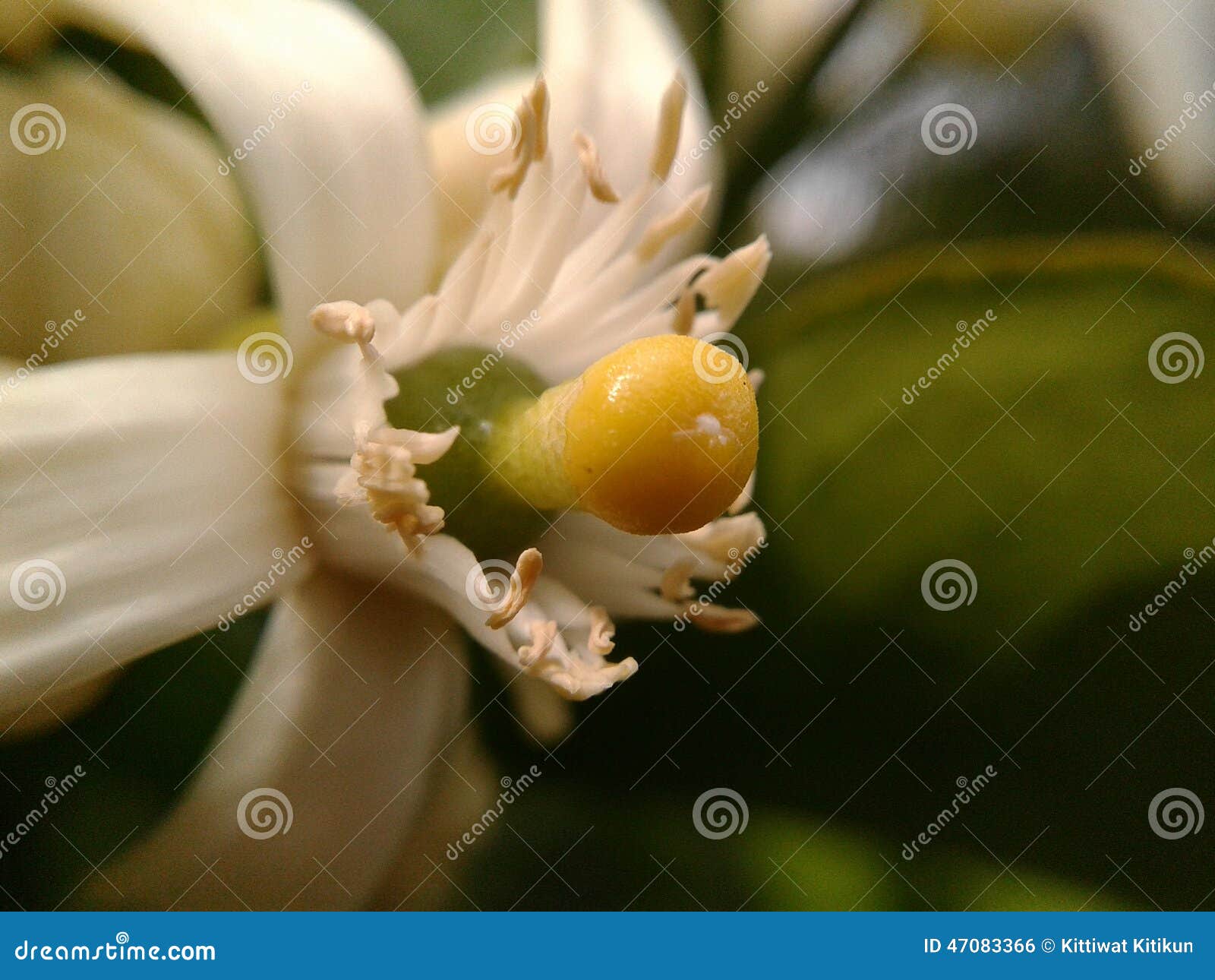 Lime blossom stock photo. Image of macro, close, flower 47083366