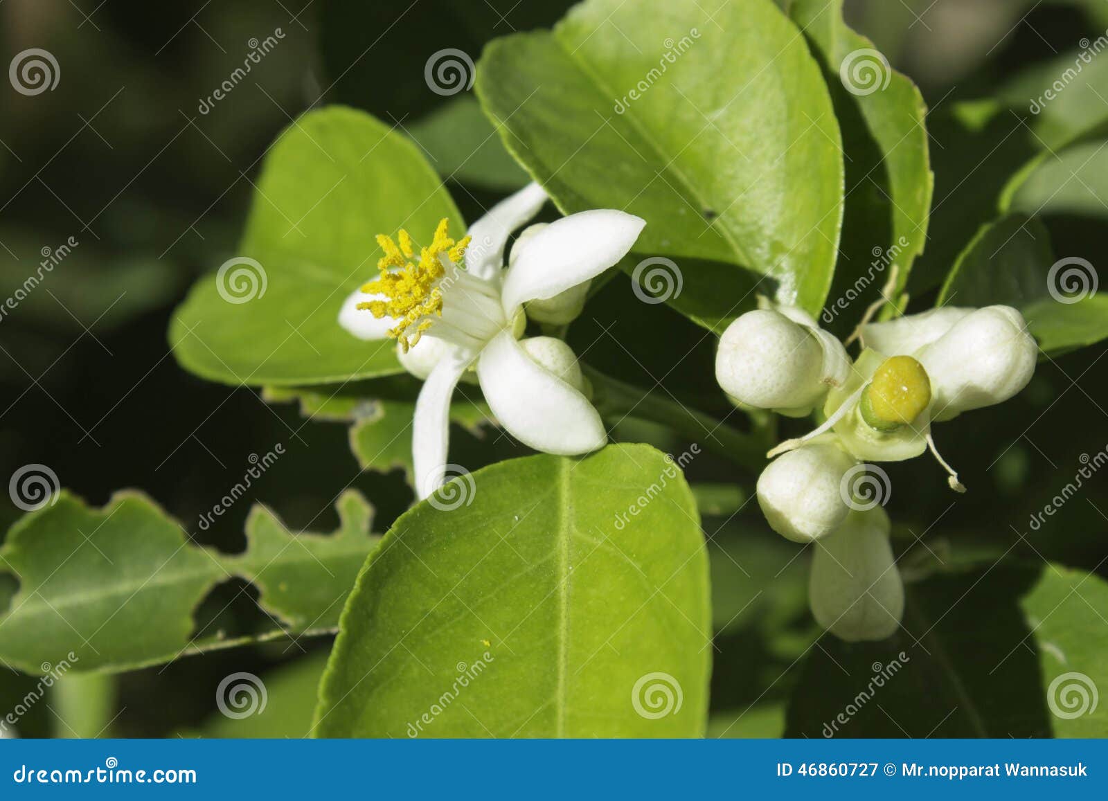 Lime Blossom stock image. Image of limb, fruit, color 46860727