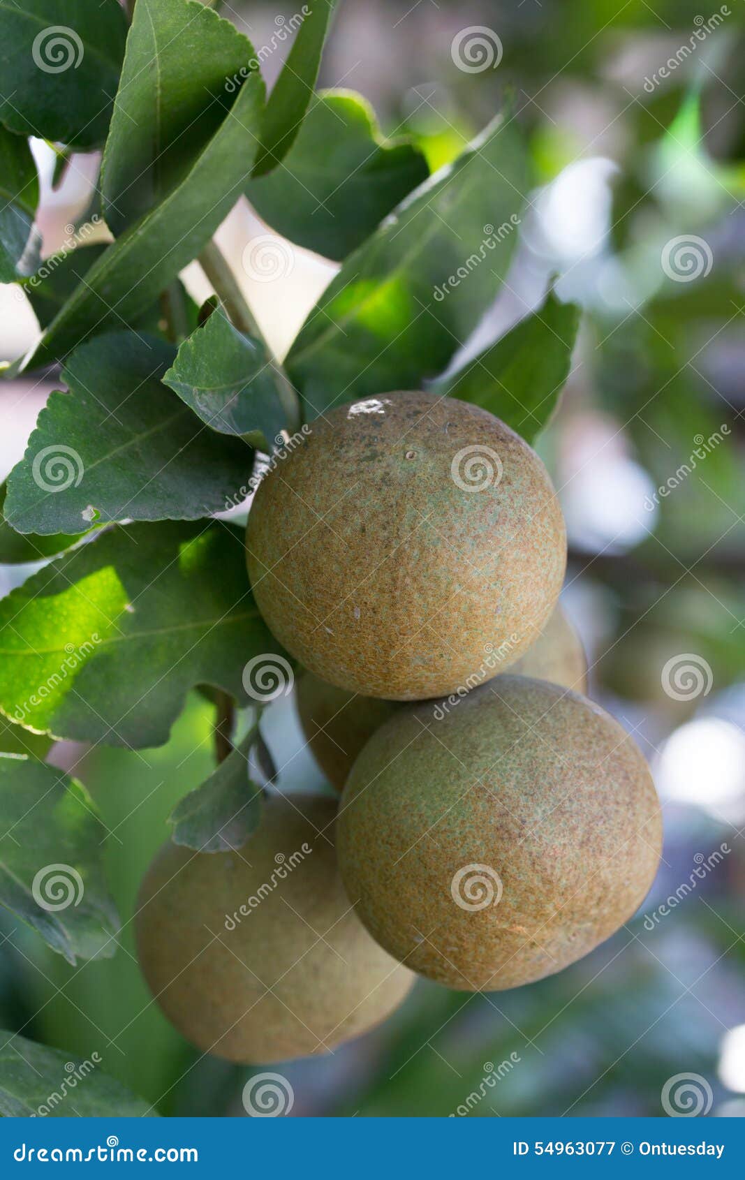 Lime stock image. Image of organic, garden, plant, citrus 54963077