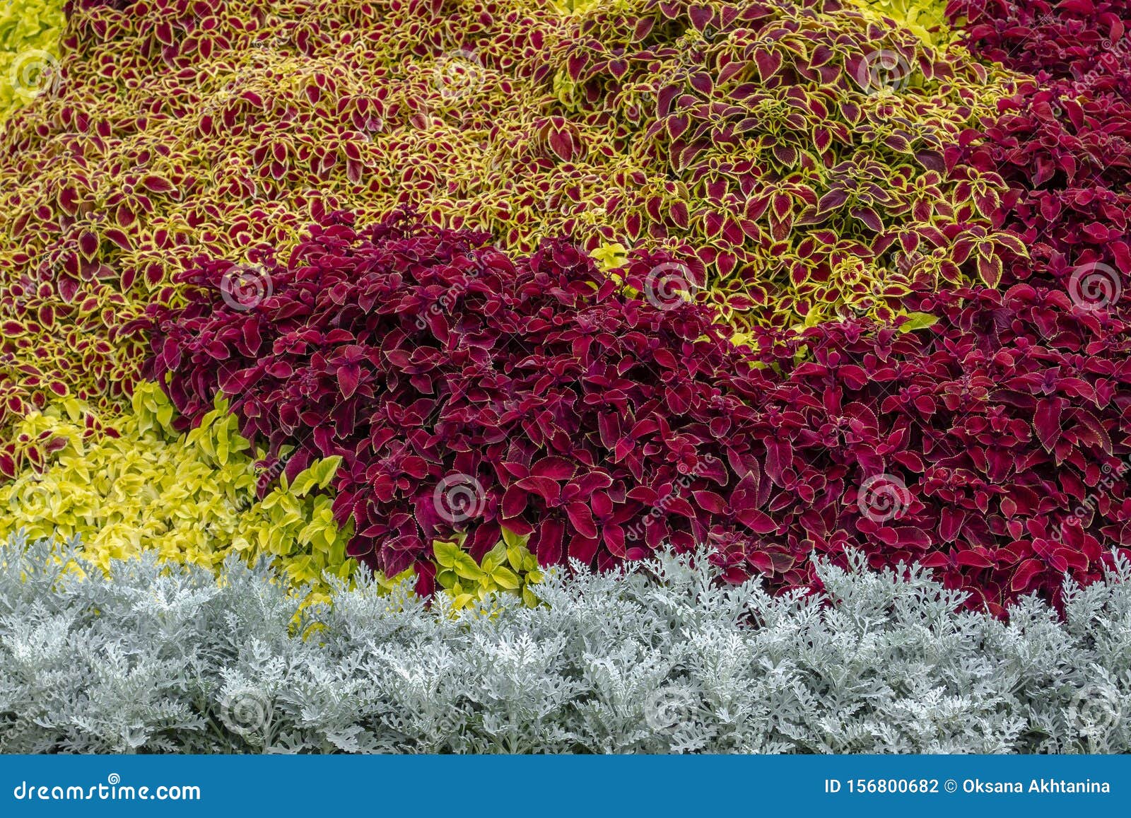 A Flower Bed With Silver Cineraria A Red Coleus In A City Park On A Summer Day Landscape Design Floral Background Stock Photo Image Of Gardening Maritima 156800682