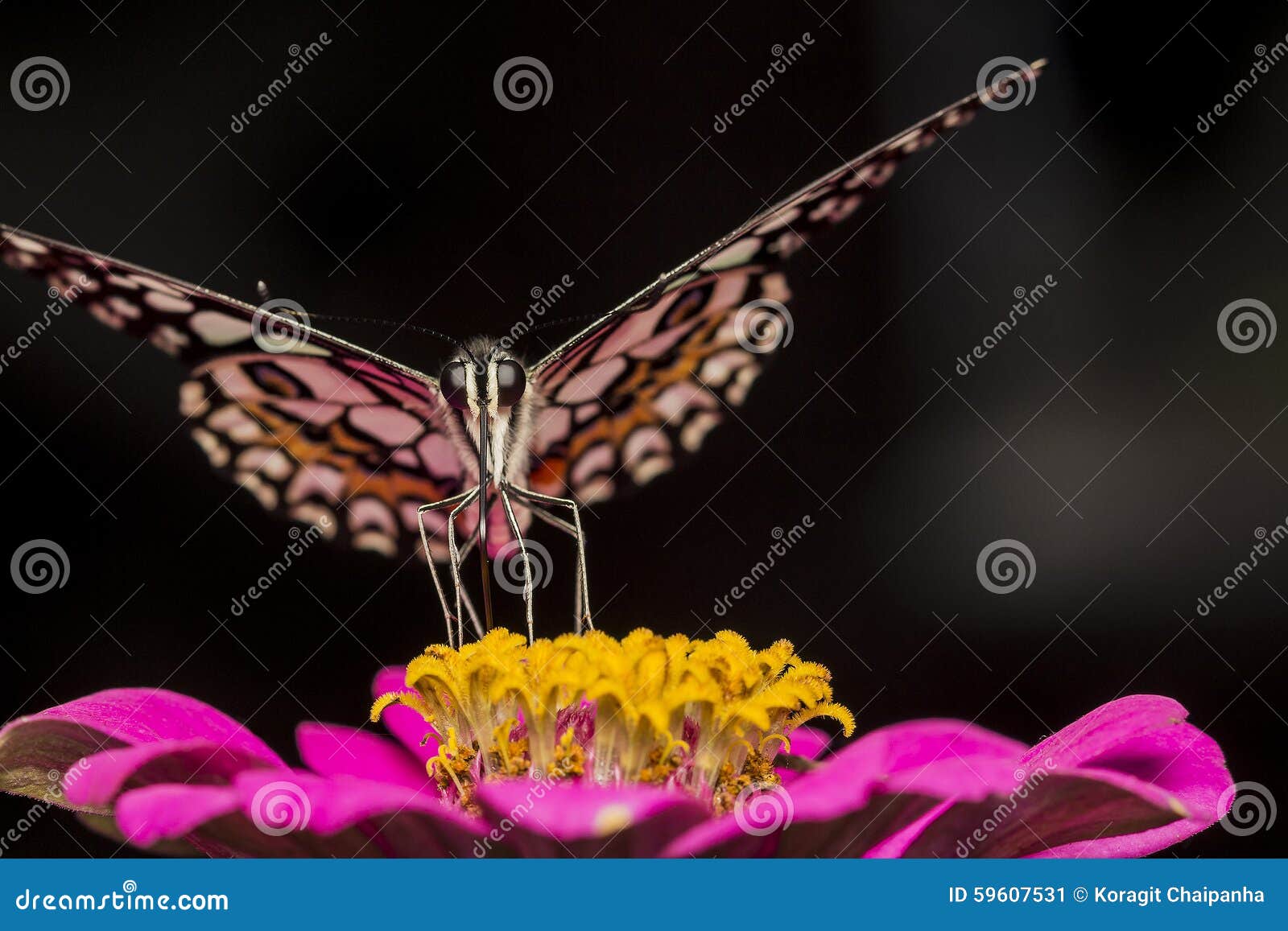 Lime Butterfly feeding stock image. Image of lepidoptera 59607531