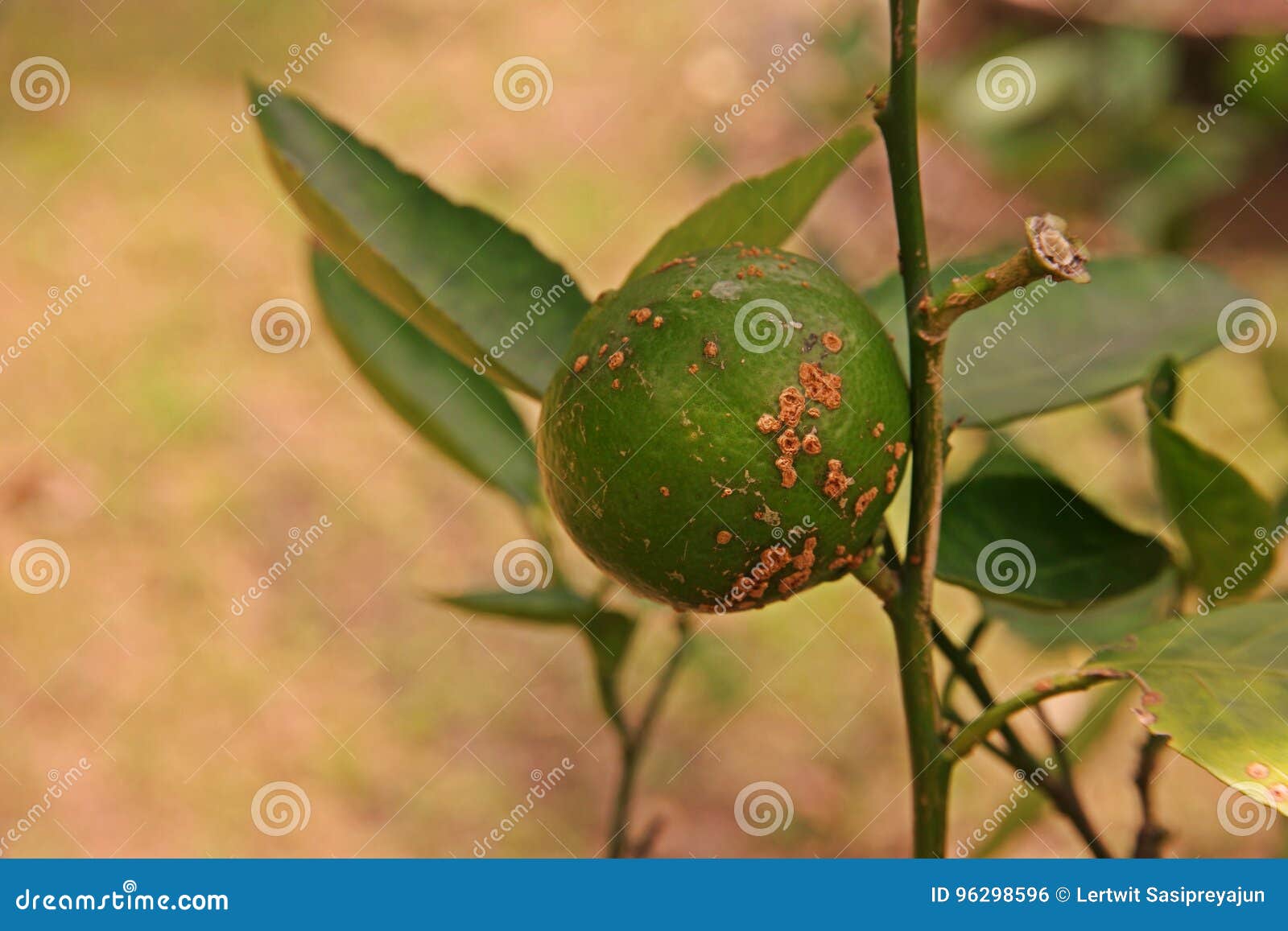 Lime Canker Disease Causes by Bacteria,fruit Canker Stock Photo Image