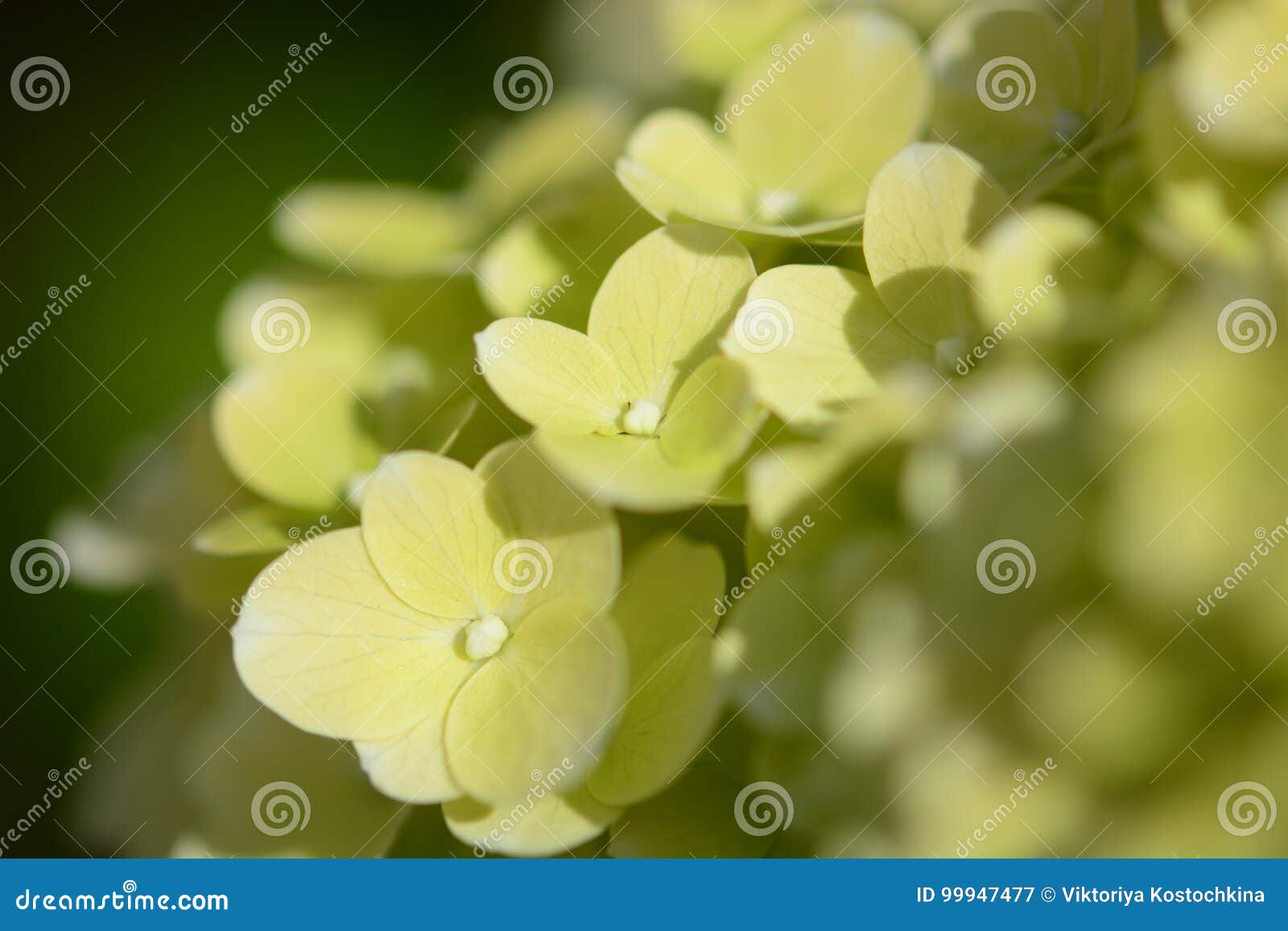 Lime colored Hydrangea stock image. Image of white, colored 99947477