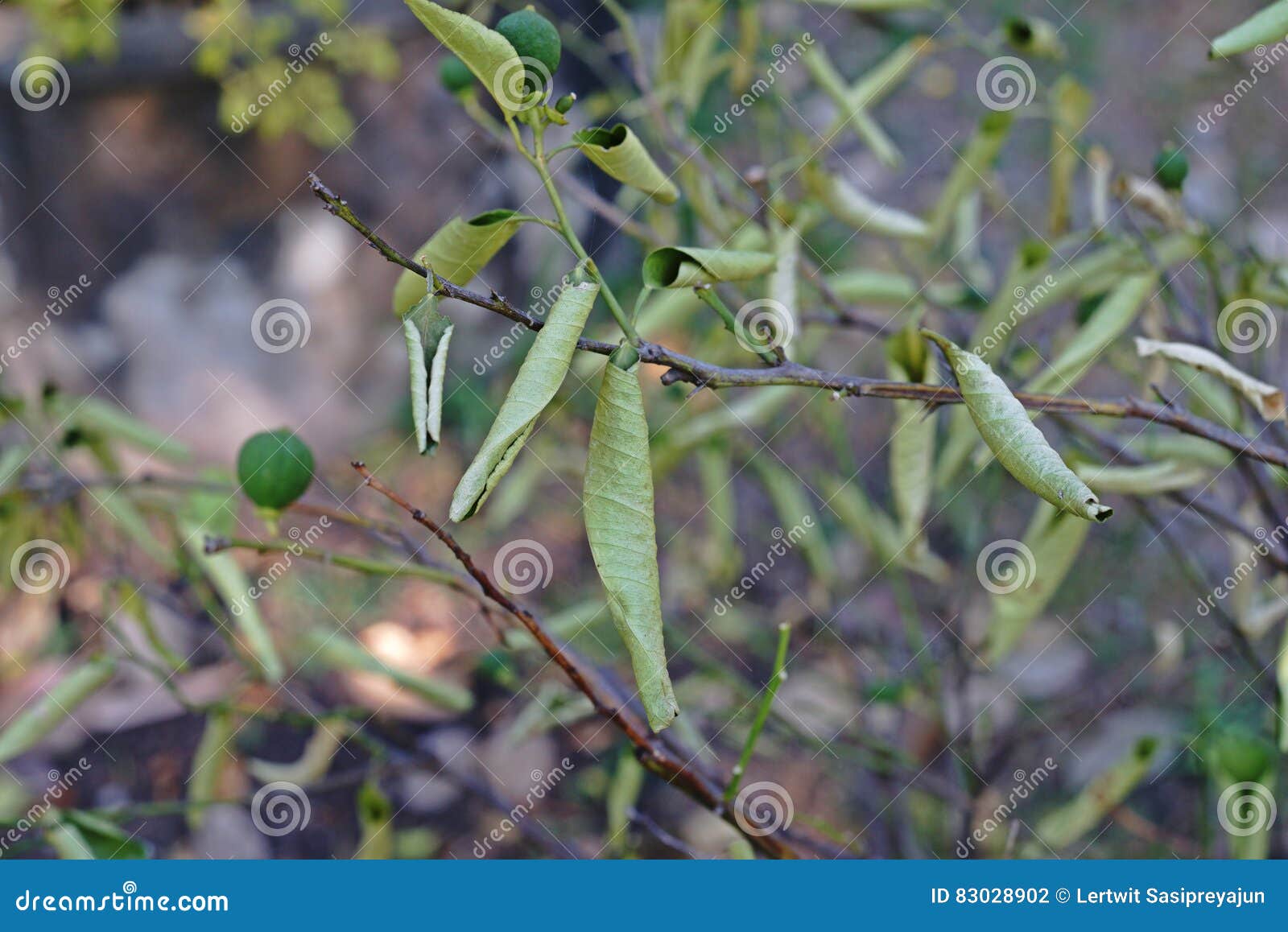 Lime Disease;root Rot Disease Stock Photo Image of cause, diseaseroot