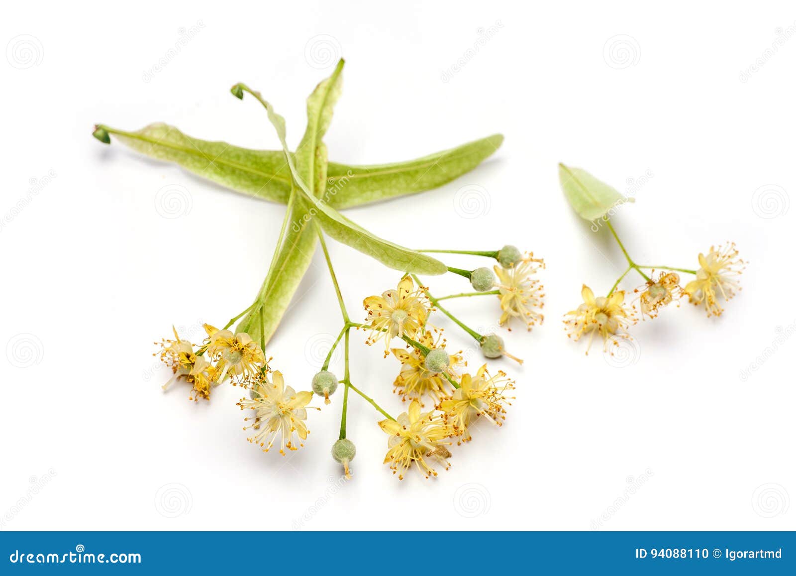 Lime flower stock photo. Image of season, background 94088110