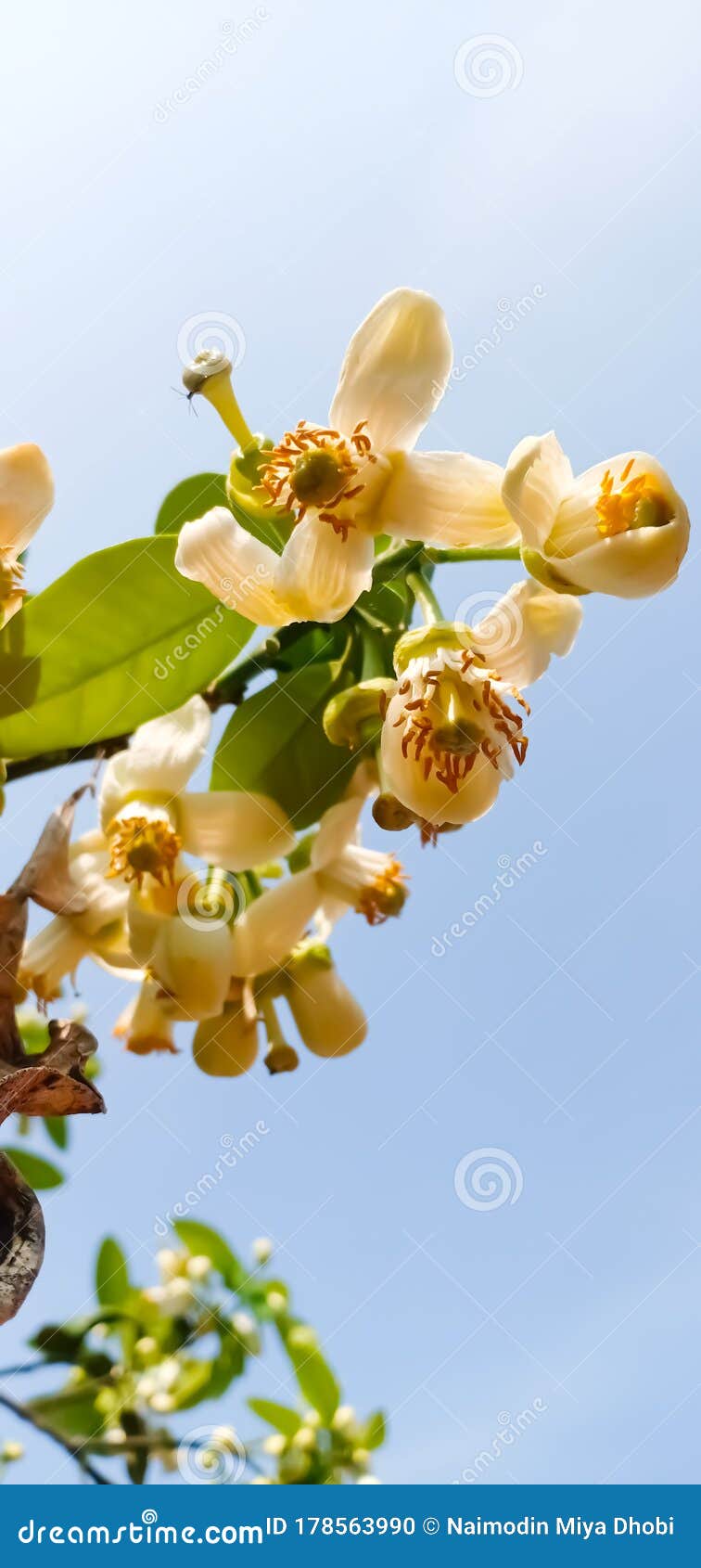 Lime Flower White Blooming on Lemon Tree Natural Green Leaf.Background