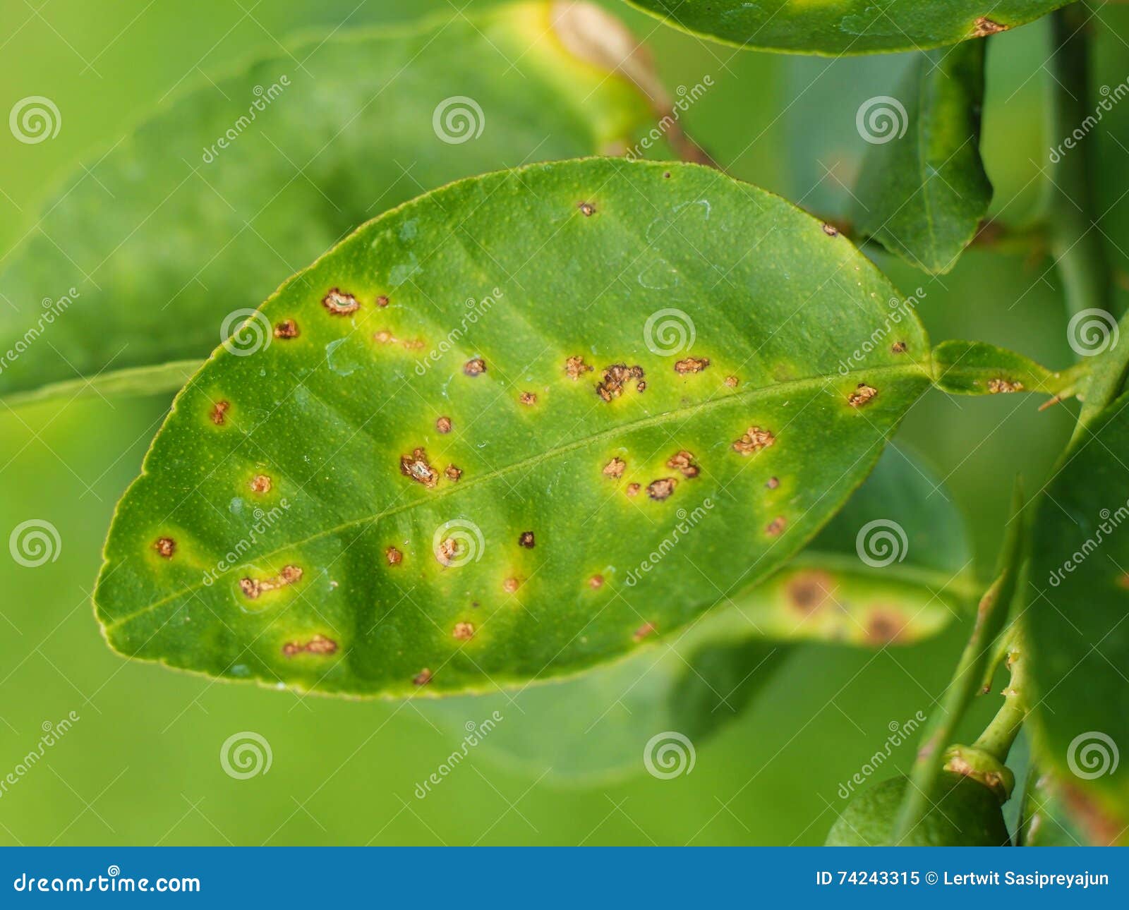 Lime fruit disease stock image. Image of beautiful, thailand 74243315