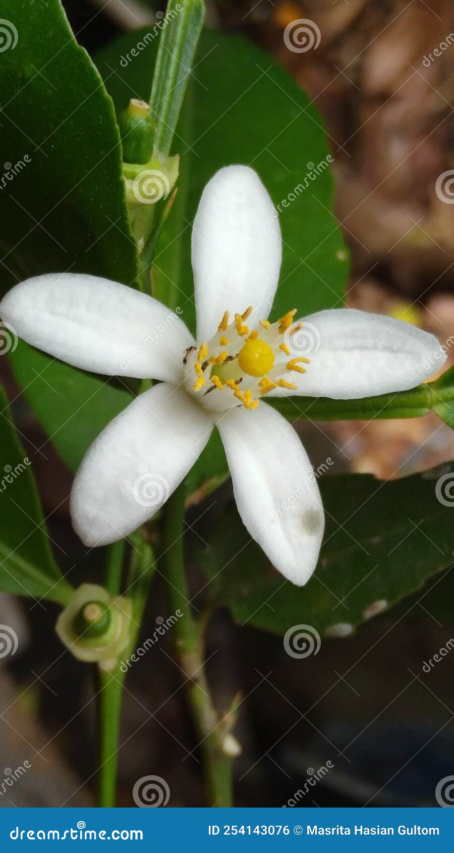 Lime Fruit Flower and the Baby Lime Stock Photo Image of leaf, plant