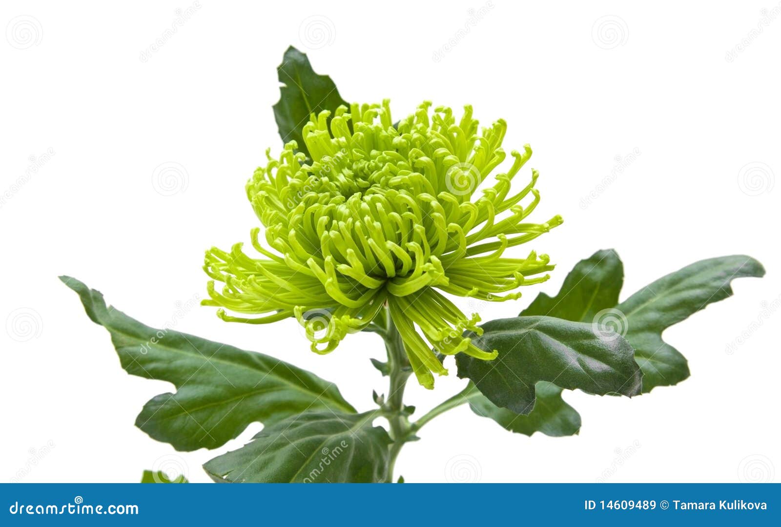 Lime green chrysanthemum stock image. Image of lime, color 14609489