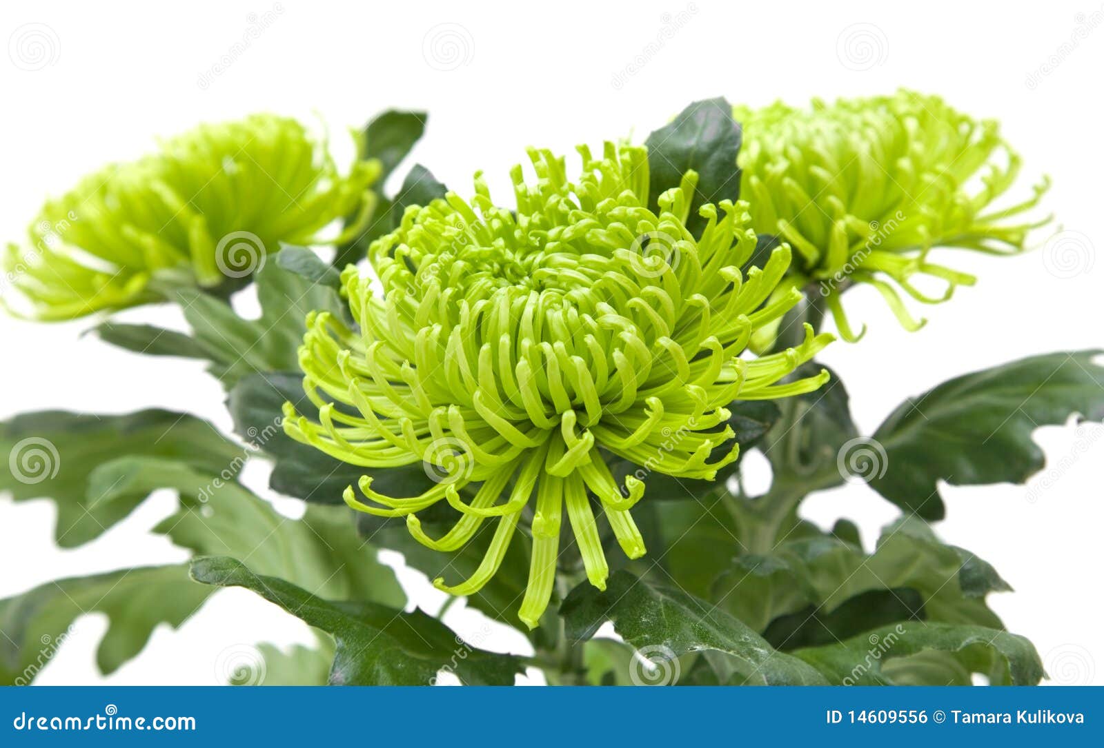 Lime green chrysanthemums stock photo. Image of flora - 14609556