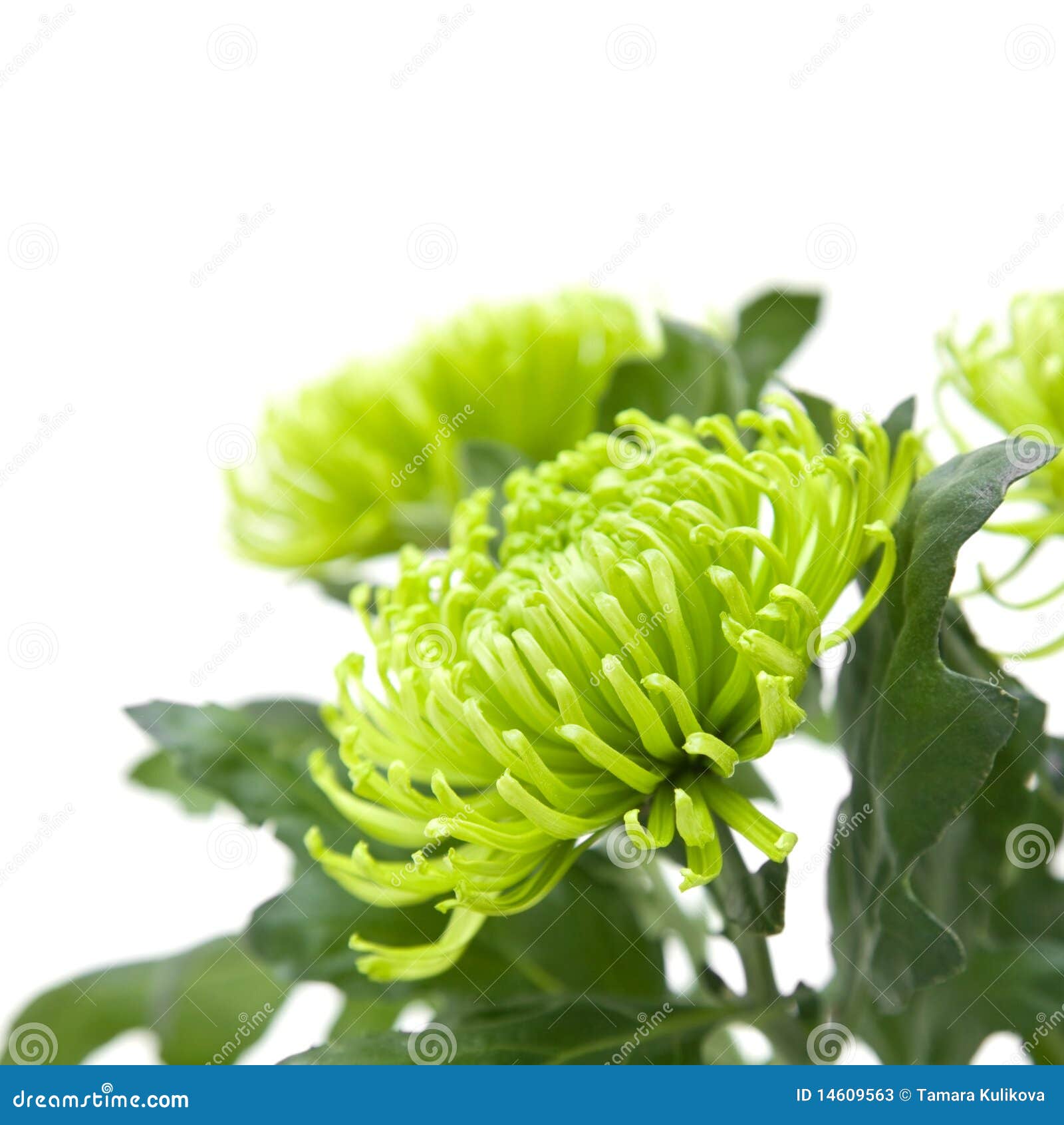 Lime green chrysanthemums stock image. Image of flower 14609563