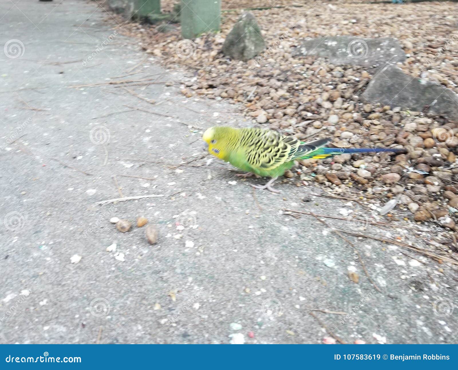 Parakeet in a zoo stock image. Image of lime, green 107583619