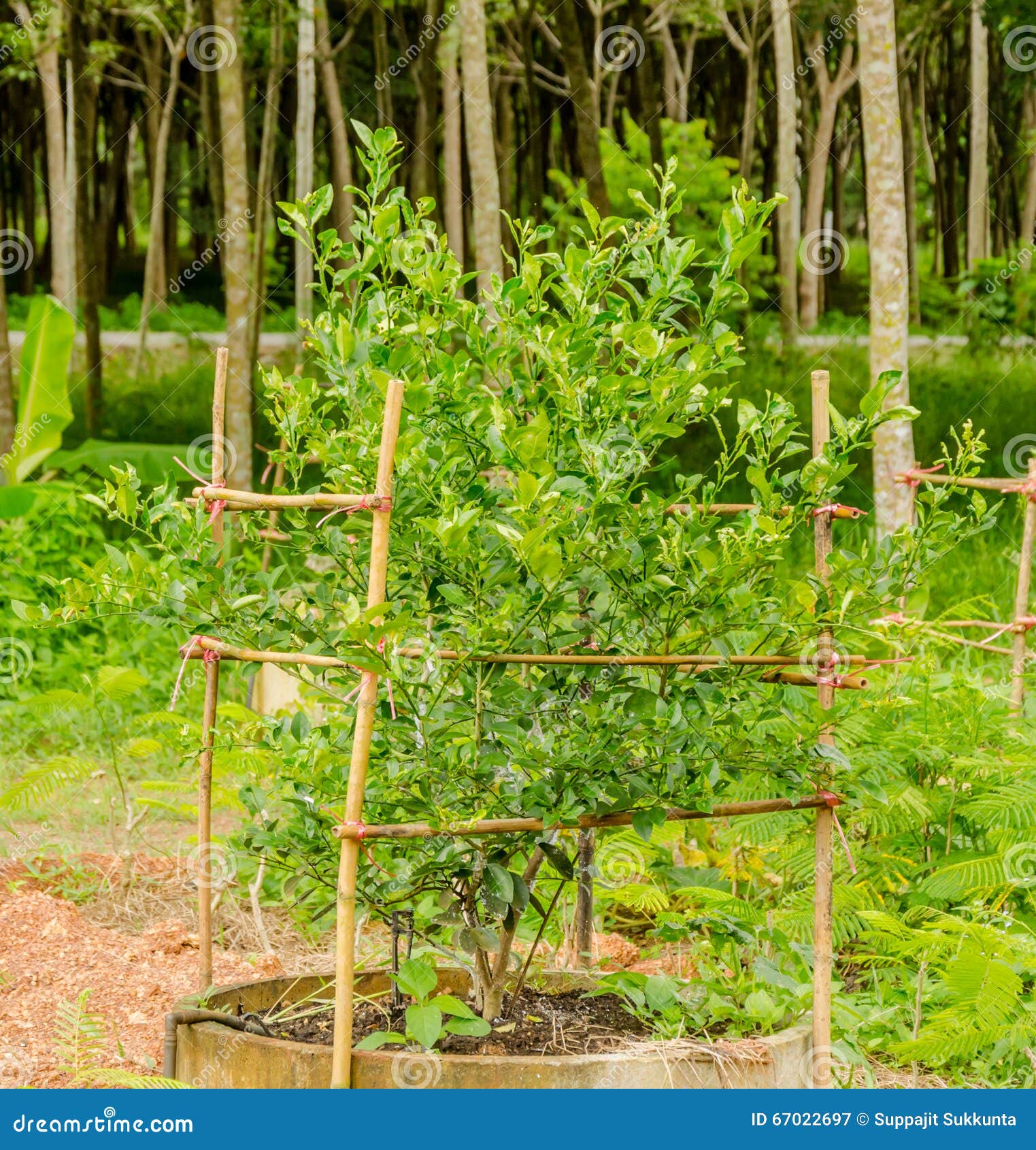 Lime Lamon Tree in Concrete Tube Stock Image Image of juicy, citric