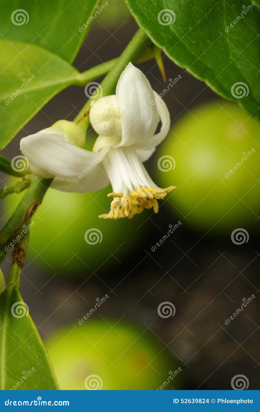 Lime with lime blossom stock photo. Image of blossom 52639824