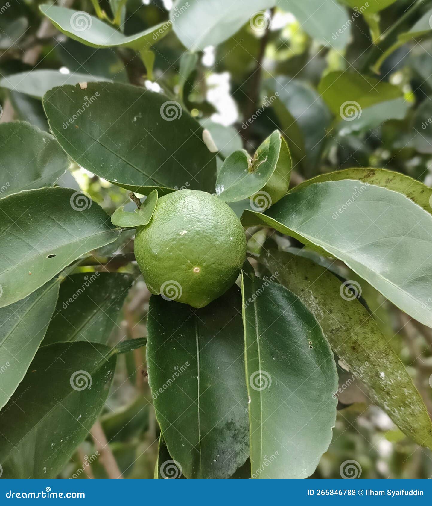 Lime stock photo. Image of lime, wildflower, evergreen 265846788