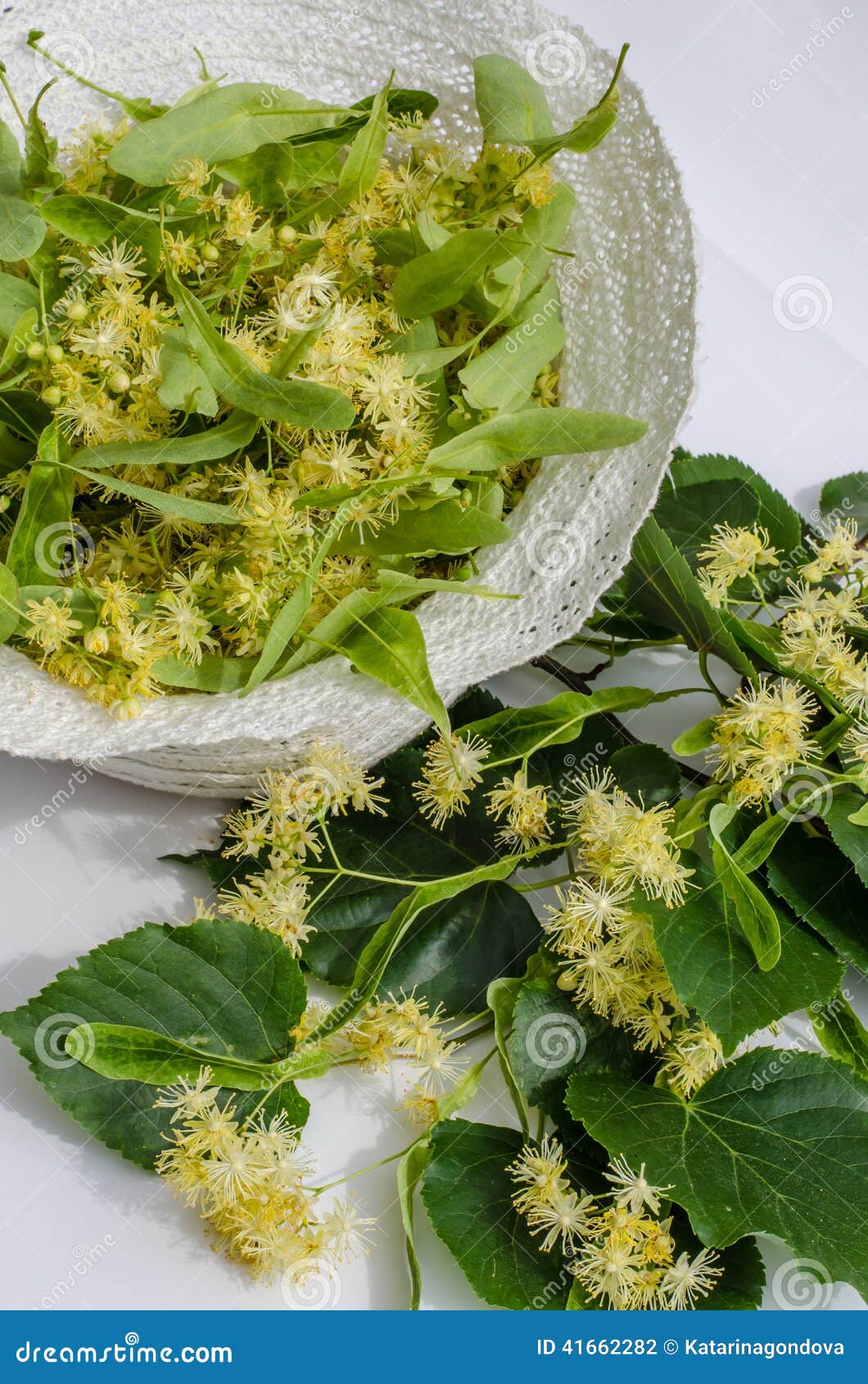 Lime plant stock photo. Image of spring, green, medicine 41662282