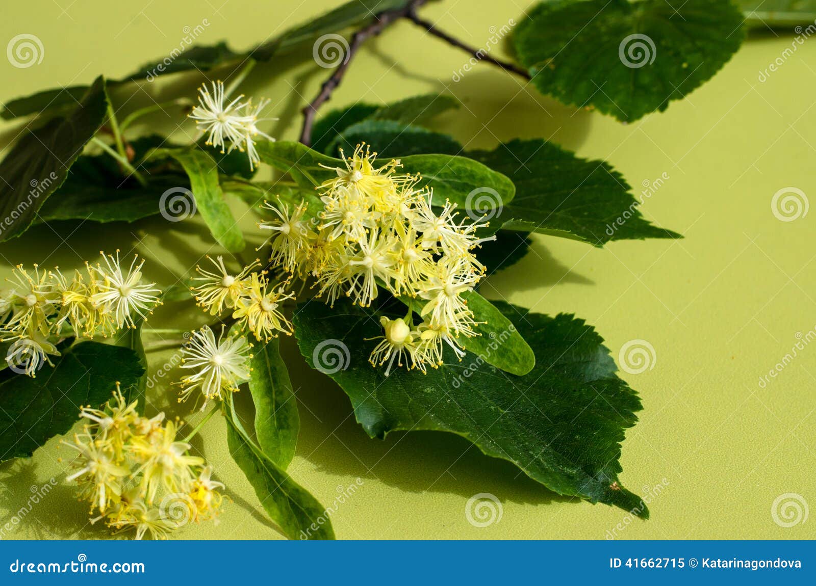 Lime plant stock image. Image of medicine, natural, background 41662715