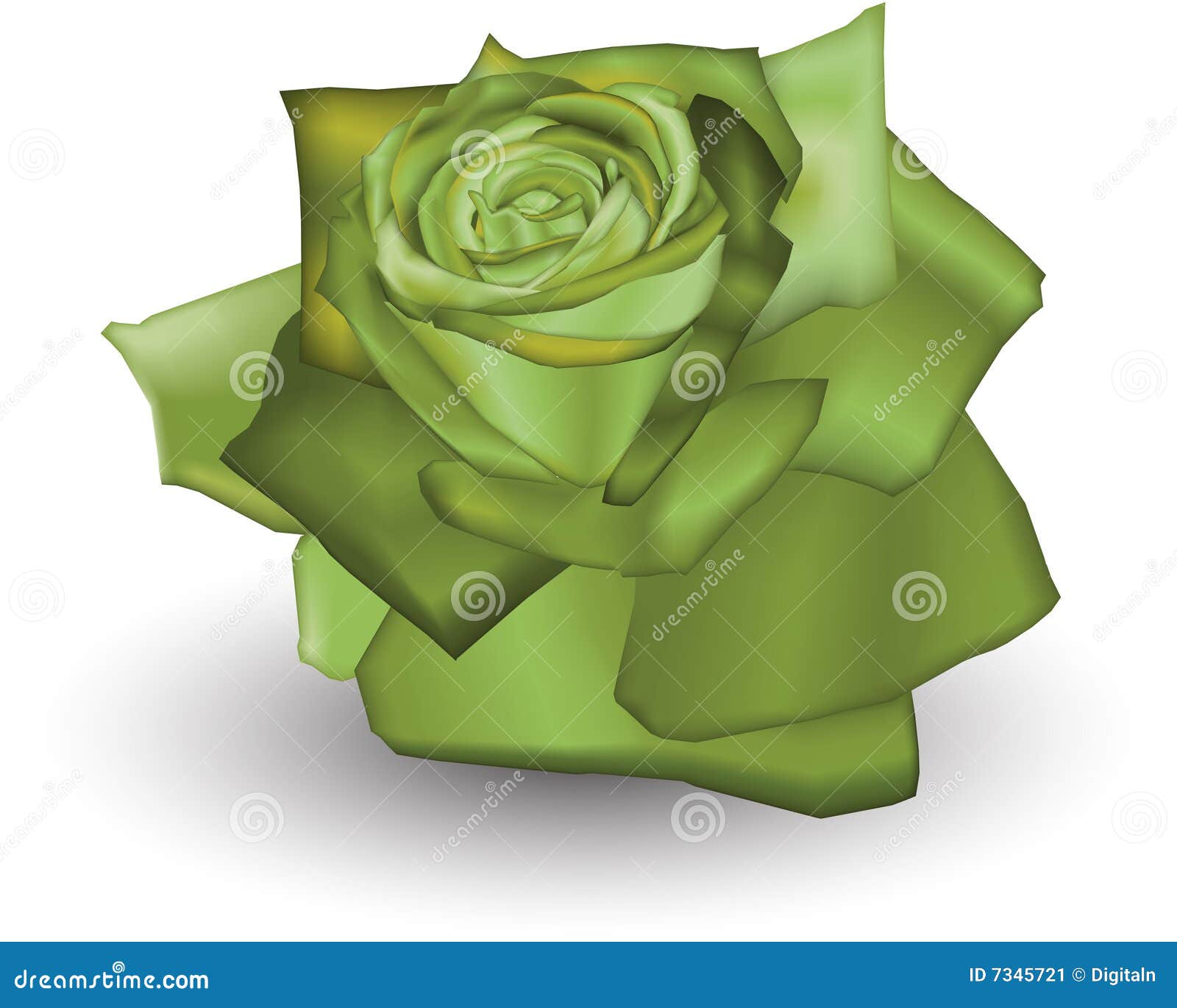 Lime Rose stock vector. Illustration of beauty, botany 7345721