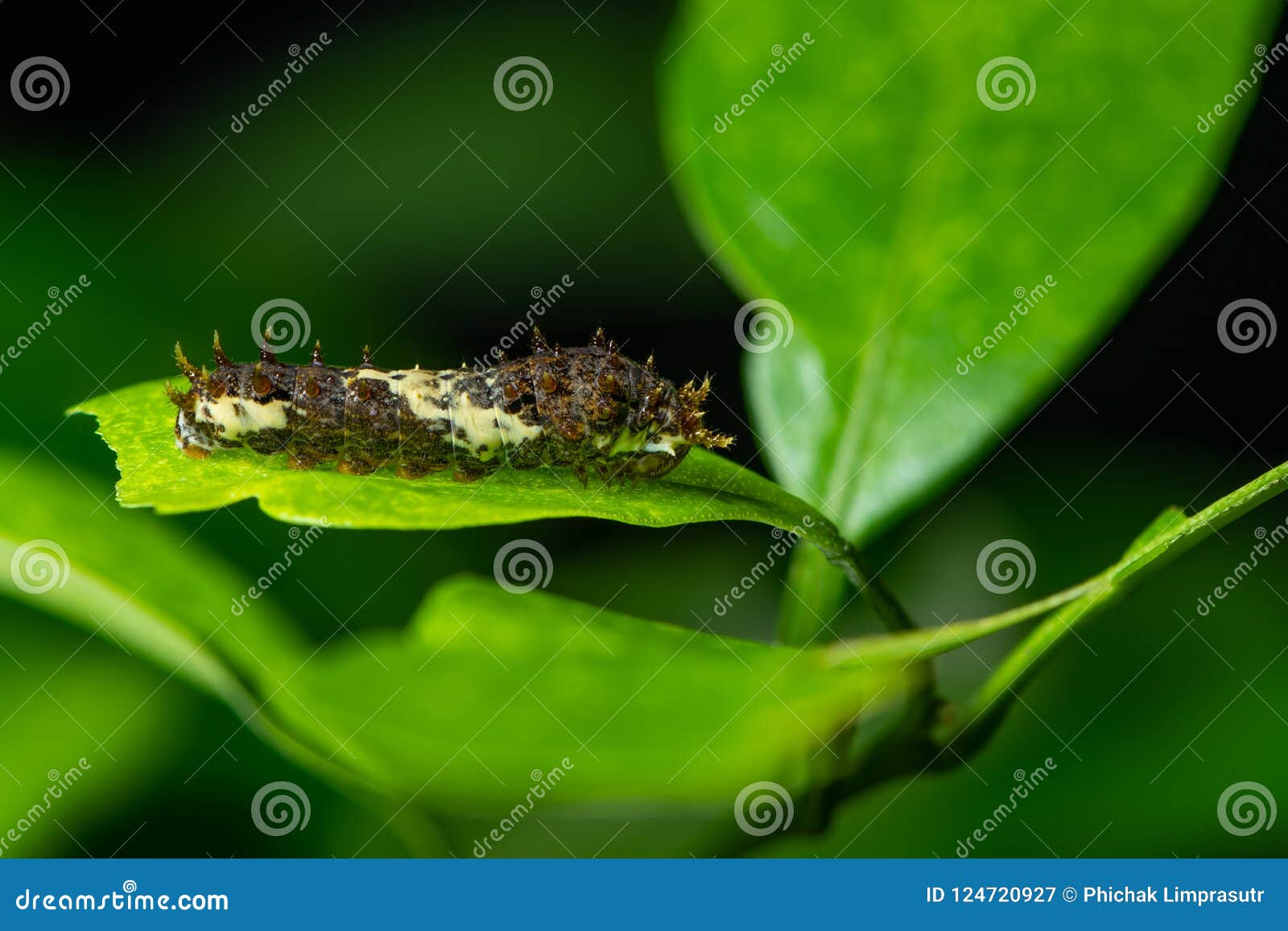 The Lime Swallowtail Butterfly Larva on the Lime Leaf Stock Image