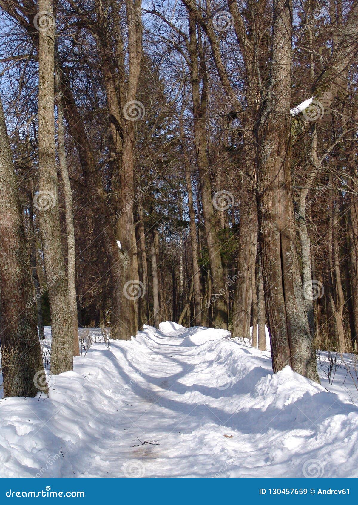 Lime tree avenue in winter stock image. Image of linden 130457659