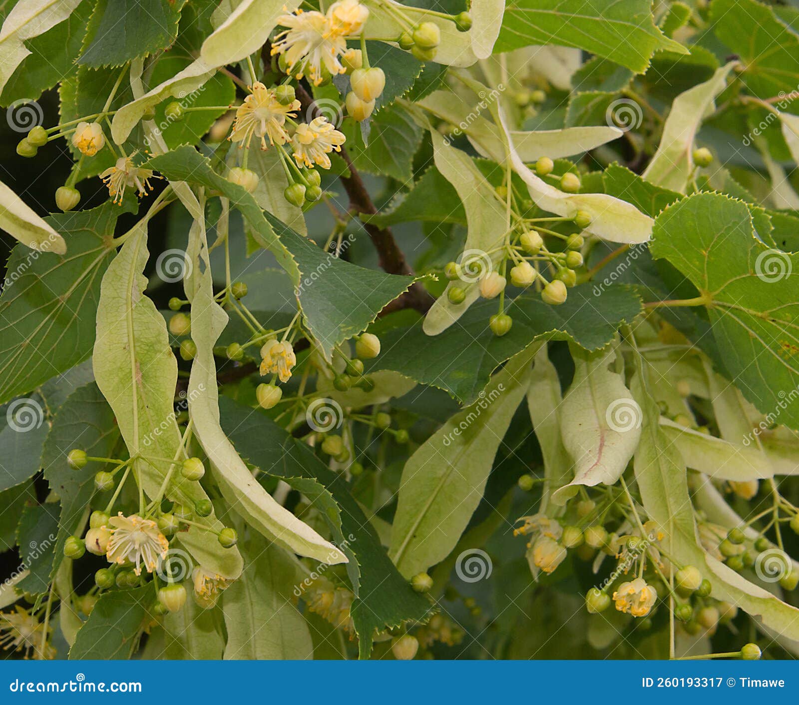 Lime Tree in FLower stock image. Image of blossom, parkland 260193317