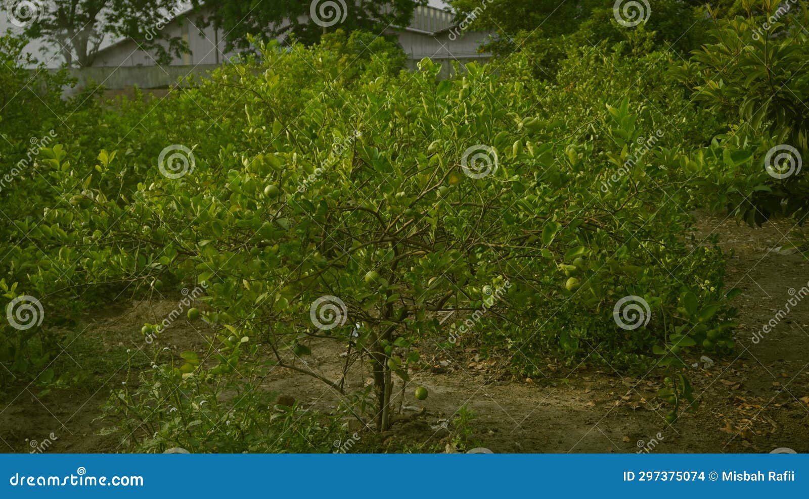 Lime Tree Growing in the Garden Stock Photo Image of bokeh, large