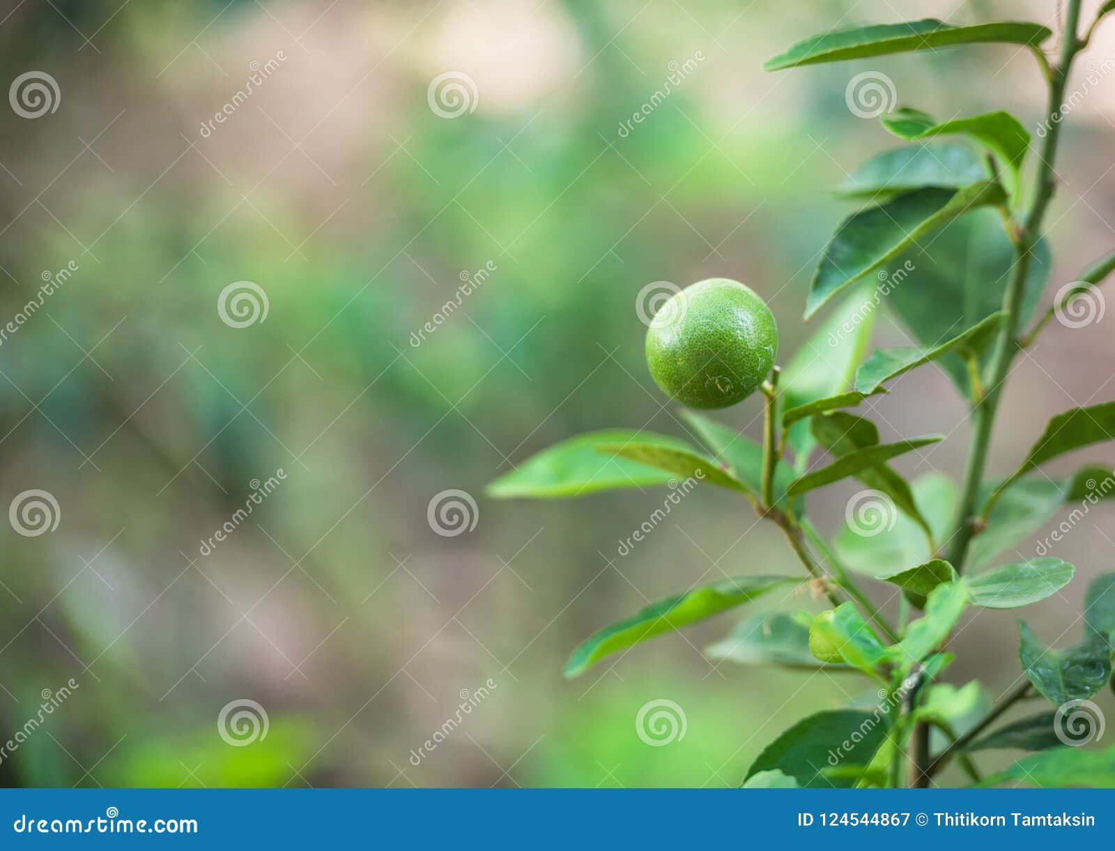 The Lime Tree is Growing. Seasonal Yield Stock Image Image of cooking