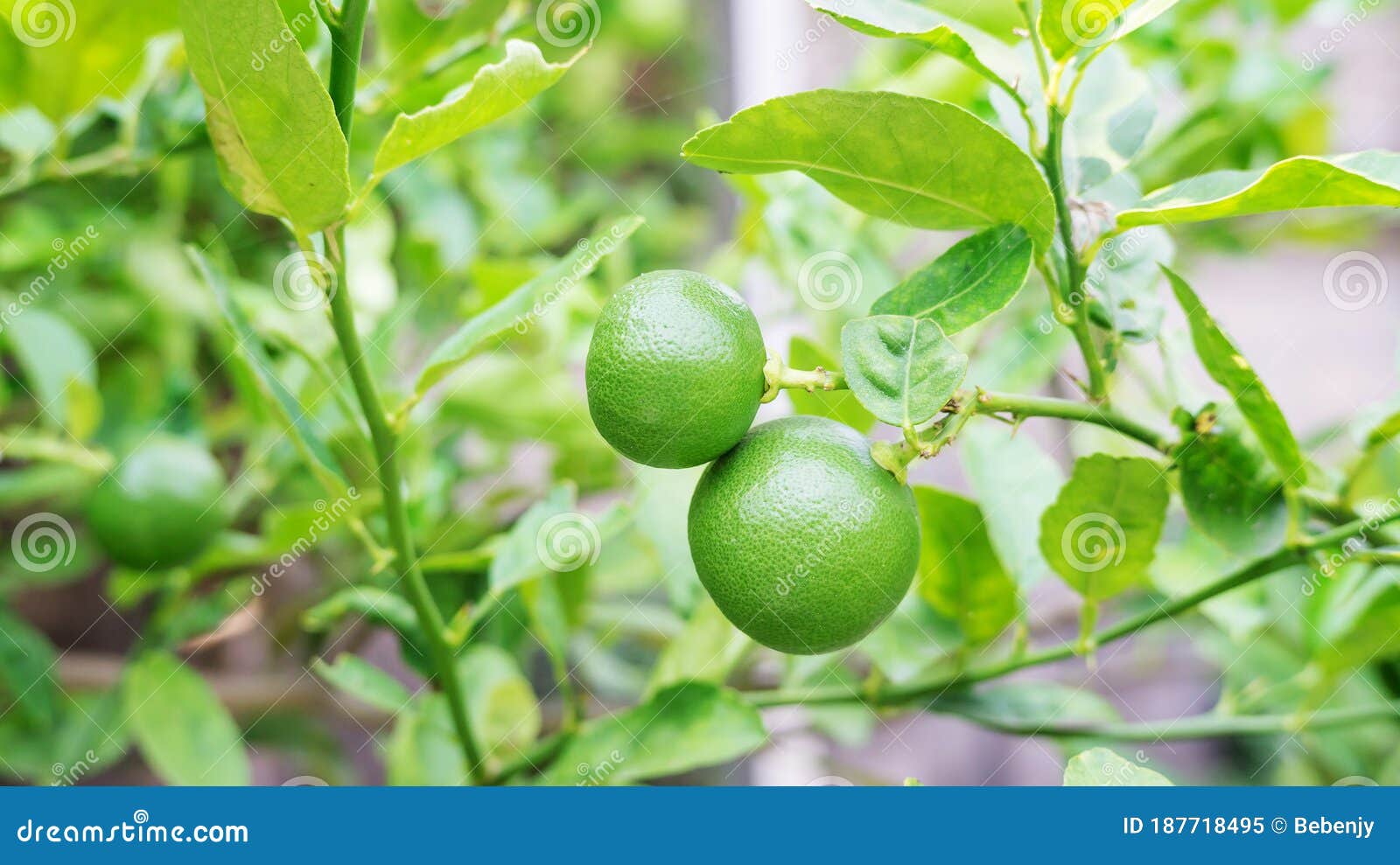 Lime Tree in a Vegetable Garden Stock Image Image of plantation