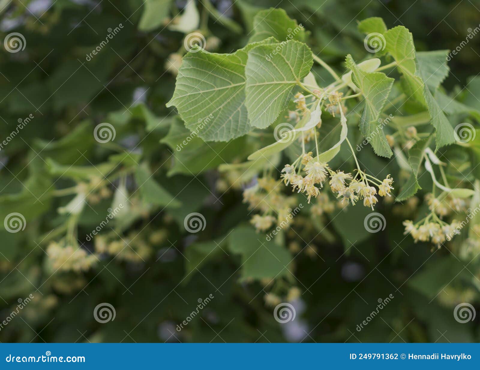 Lime Yellow Flower of Tilia Cordata Tree 4 Stock Photo Image of