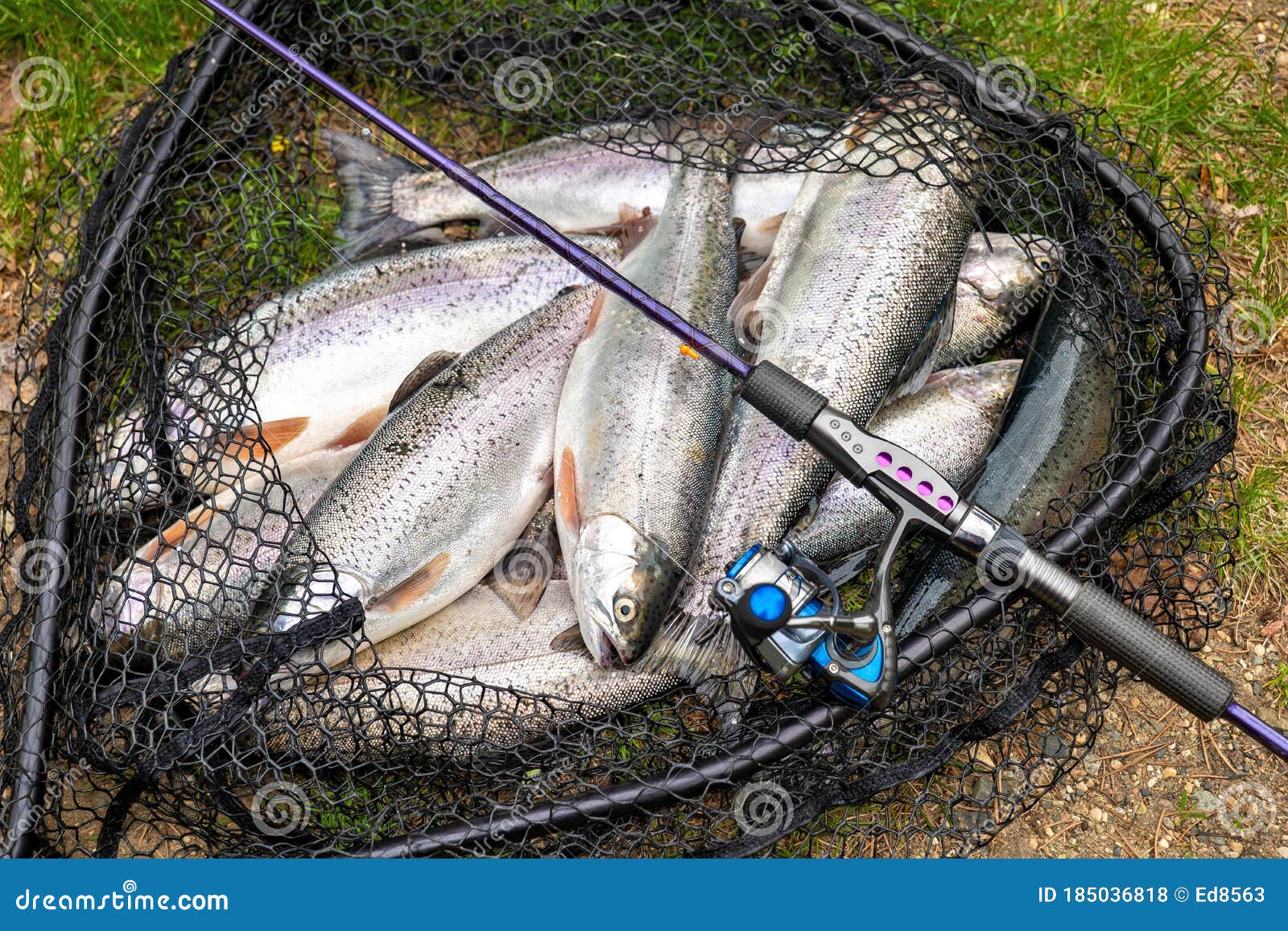 The Limit for 2 Fishermen of Rainbow Trout Fish in a Landing Net Stock  Photo - Image of pole, fins: 185036818