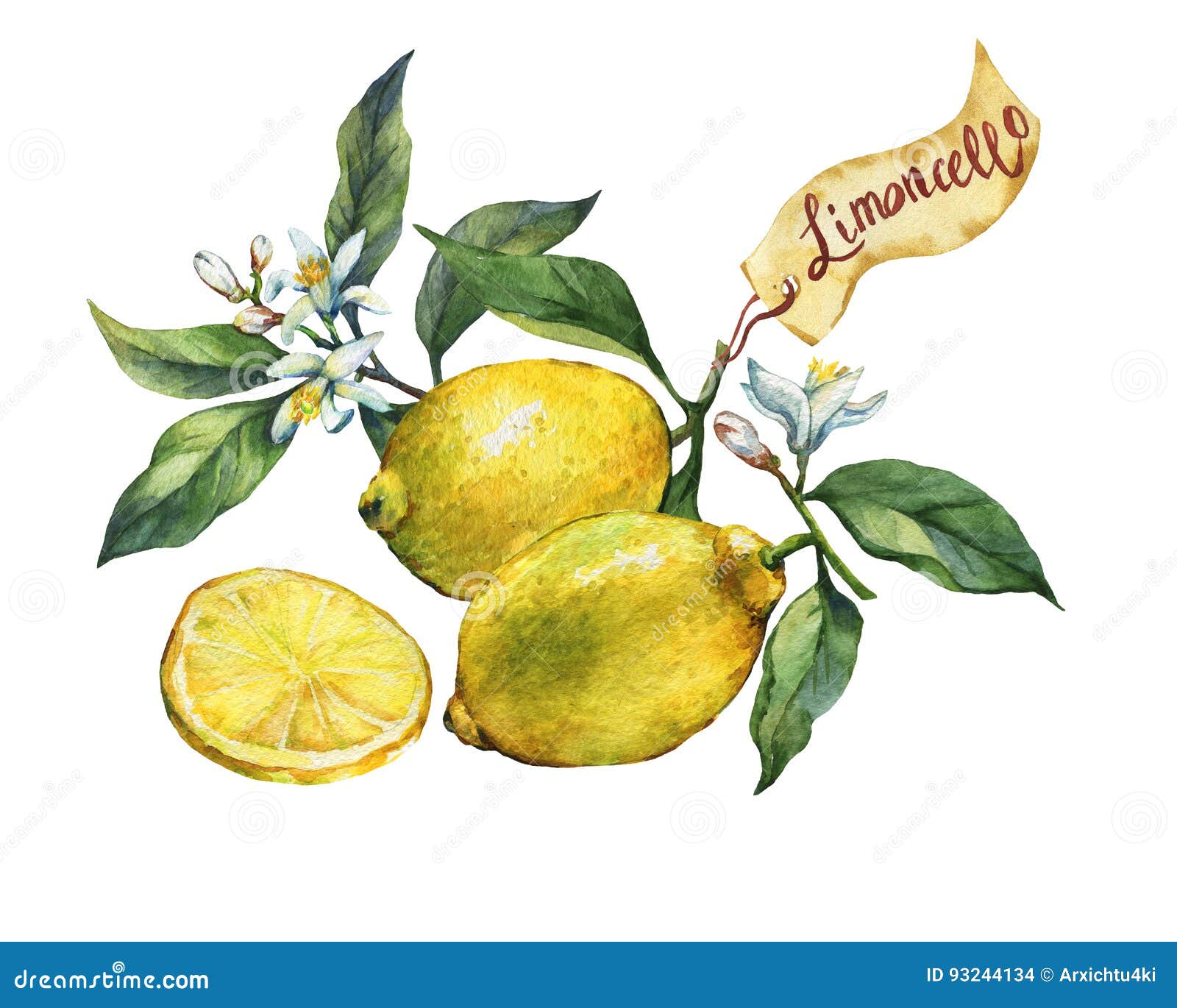 Limone Fresco Degli Agrumi Su Un Ramo Con I Frutti Le Foglie Verdi I Germogli Ed I Fiori Etichetta Nello Stile Di Schizzo Illustrazione Di Stock Illustrazione Di Dissipato Botanica