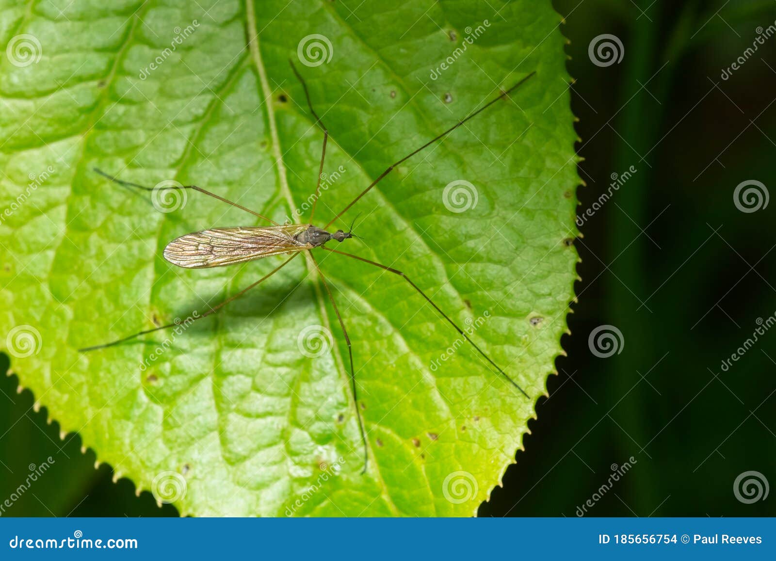 limoniid crane fly - symplecta cana