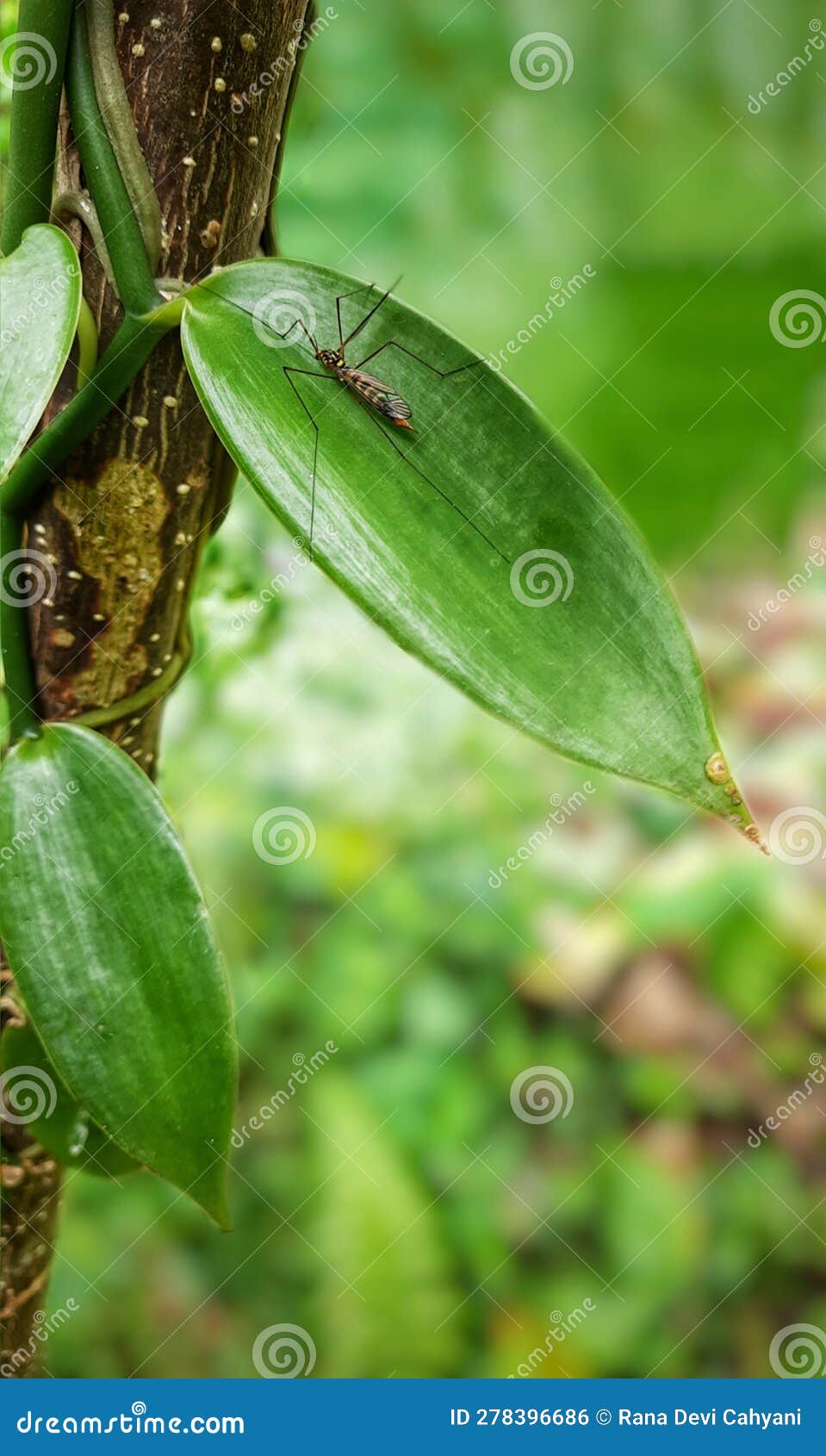 Limoniinae, Crane Flies Resting on Vanilla Leaf Stock Photo Image of produce, leaf 278396686