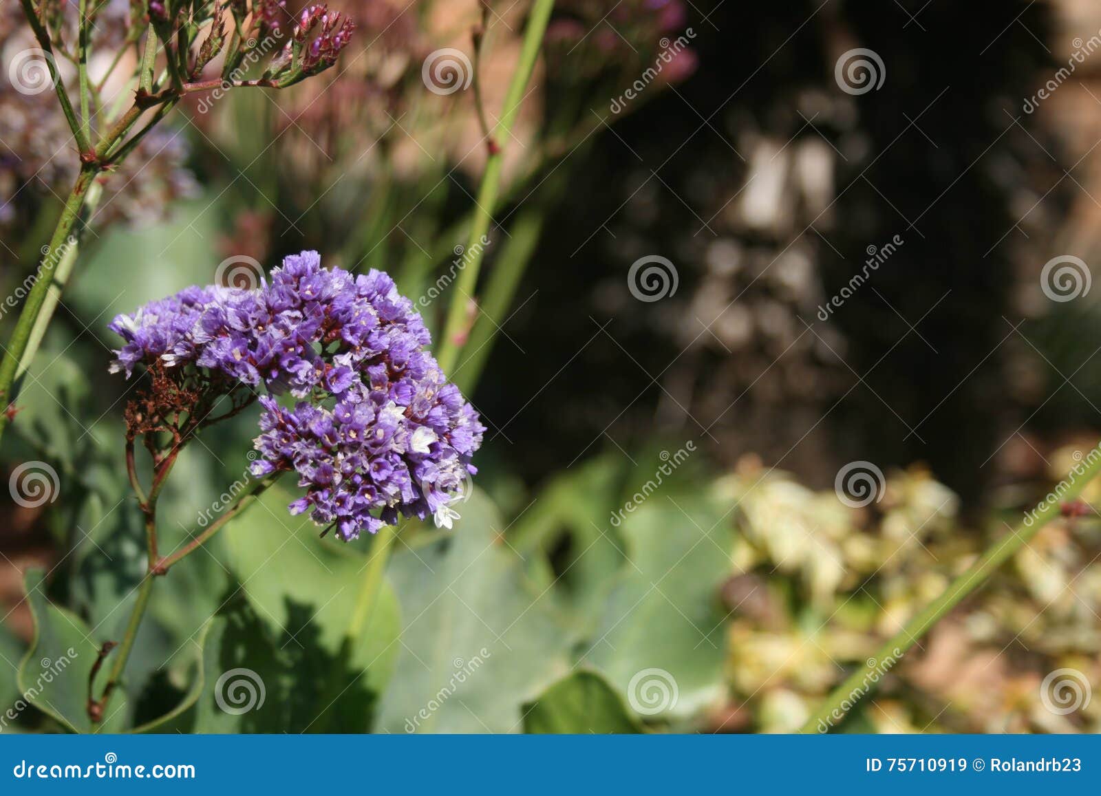 Limonium Perezii stock image. Image of flower, limonium - 75710919