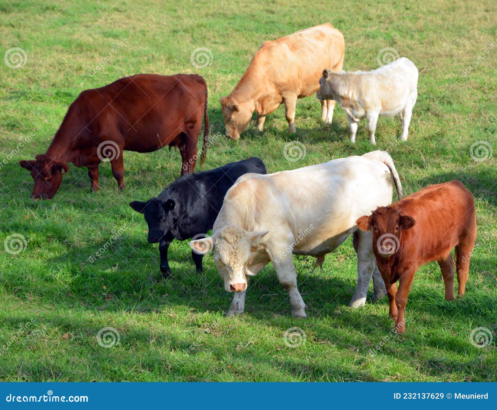limousin cattle are a breed of highly muscled beef cattle