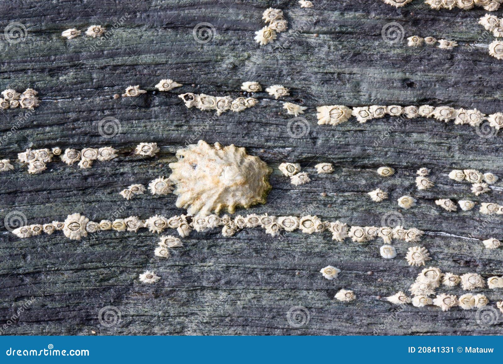 limpet and barnacles