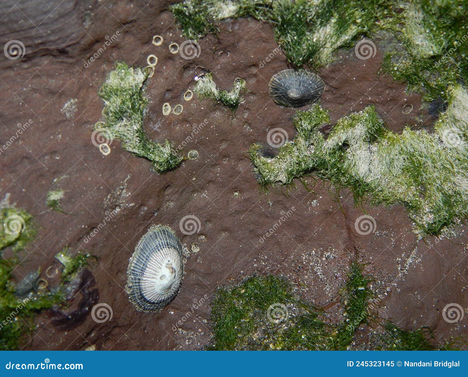 limpet snails on a cliff face, north manzanilla, trinidad and tobago