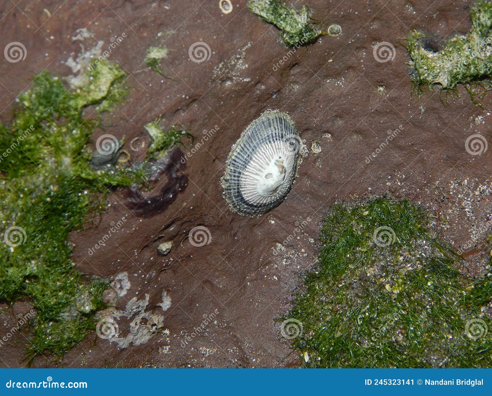 limpet snails on a cliff face, north manzanilla, trinidad and tobago