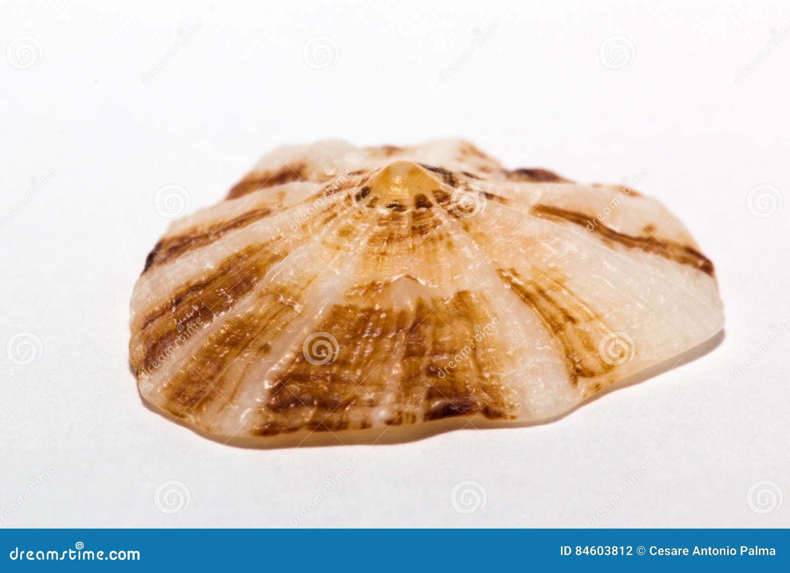 limpet on white background