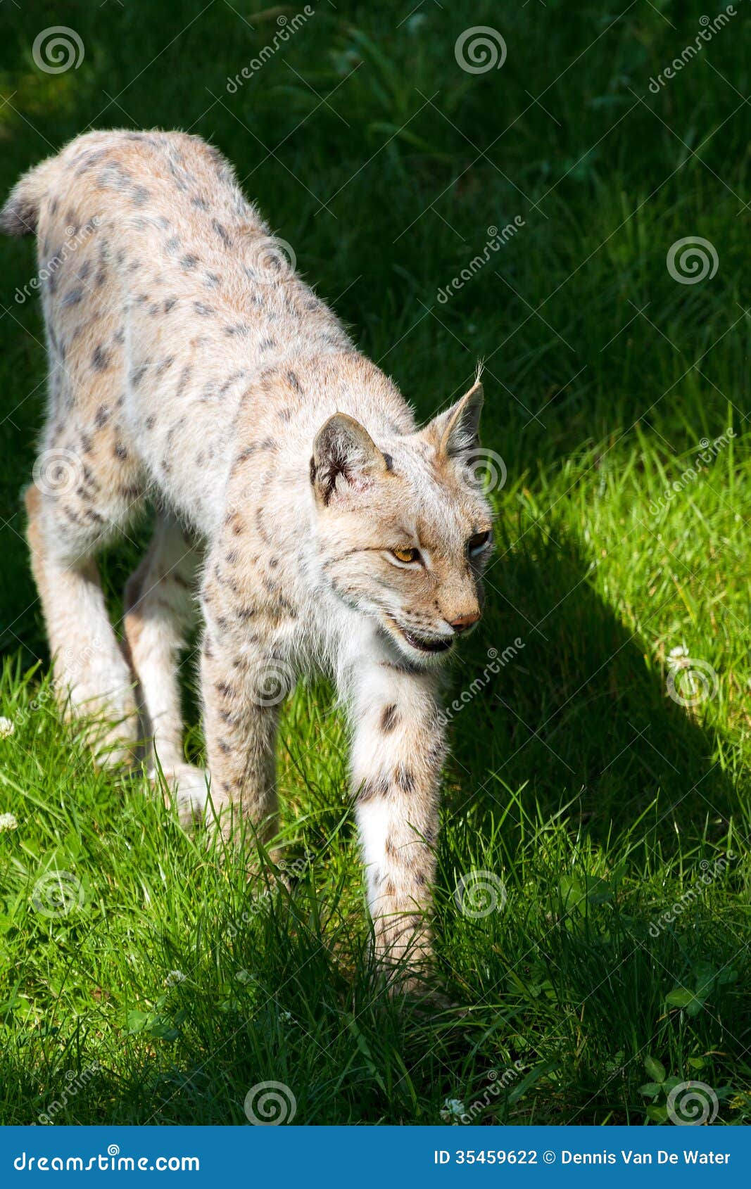 Lince en el campo foto de archivo. Imagen de bobo, campo - 35459622, image size:1067x1690