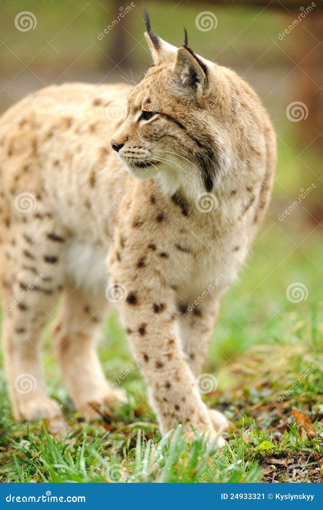 Lince joven. Un lince está en un habitat natural