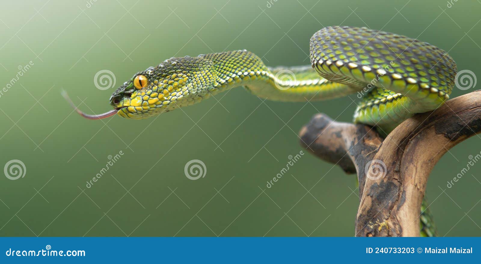 Linda Serpente Azul Brilhante Com Fundo Natural Foto de Stock