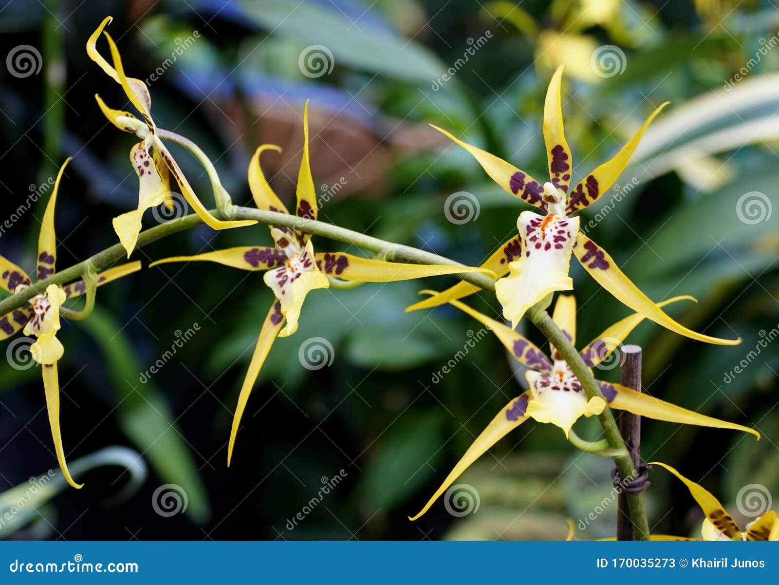 Linda Cor Amarela, Castanha E Branca Das Flores De Orquídea Aranha Imagem  de Stock - Imagem de marrom, conjunto: 170035273