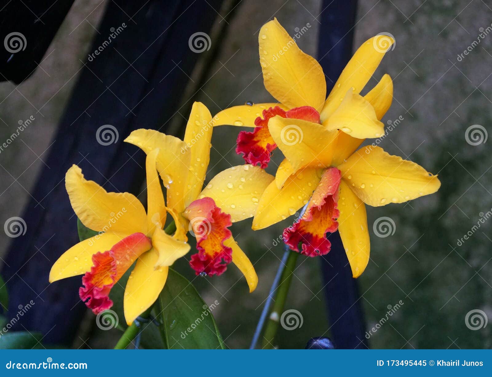 Linda Cor Amarela E Vermelha Das Orquídeas De Cattleya Imagem de Stock -  Imagem de nave, alaranjado: 173495445