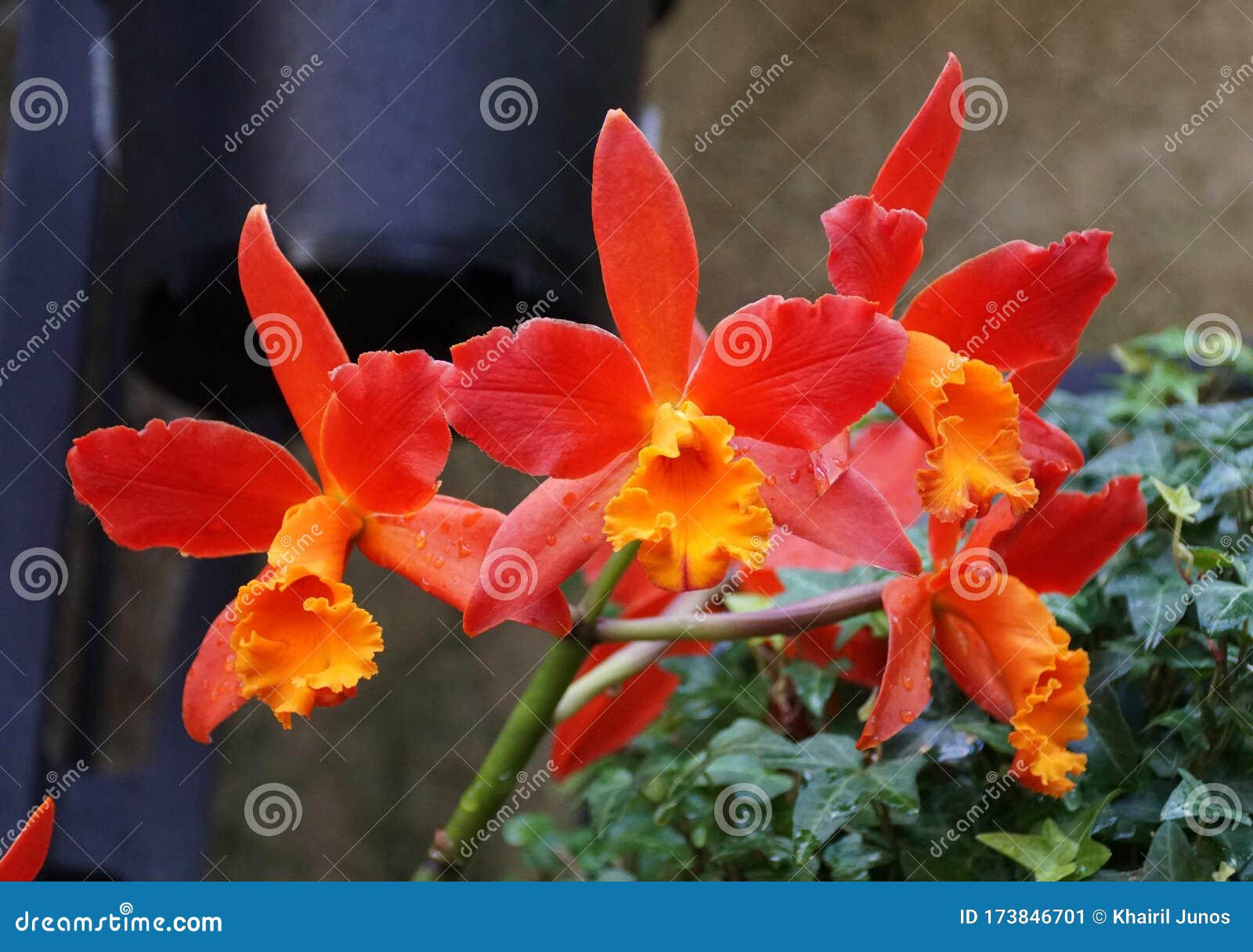 Linda Cor Vermelha E Laranja Das Flores De Orquídea De Cattleya Imagem de  Stock - Imagem de flora, jardim: 173846701