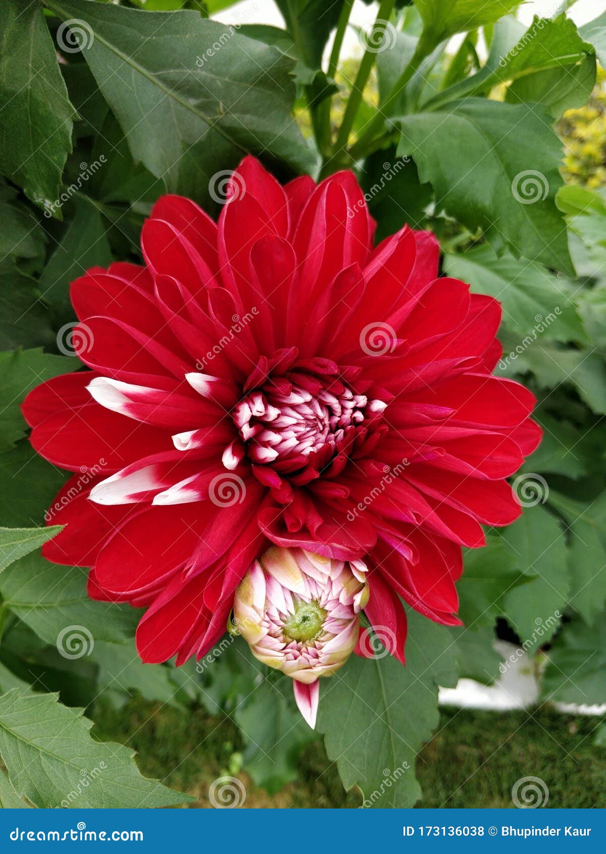 Linda Flor Da Dália Vermelha E Rosa-claro, Clara E Colorida, E Bud Na  Planta Dahlia No Meu Jardim Foto de Stock - Imagem de vermelho, flores:  173136038