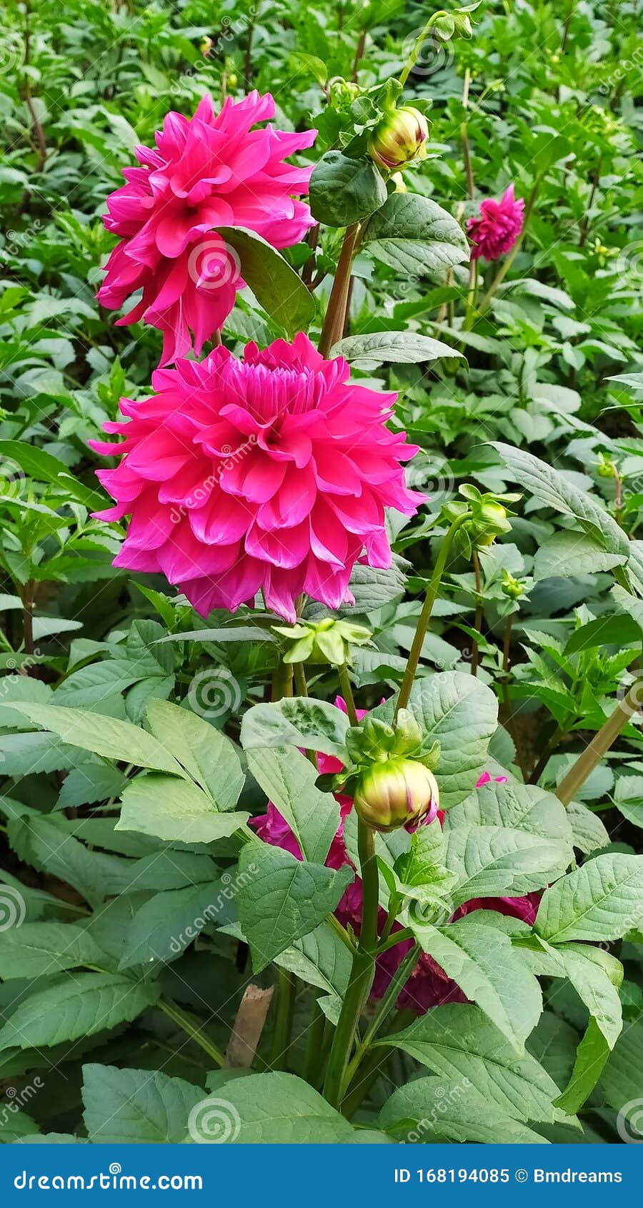 Linda Flor Dalia No Jardim De Bengala Imagem de Stock - Imagem de grande,  jardim: 168194085